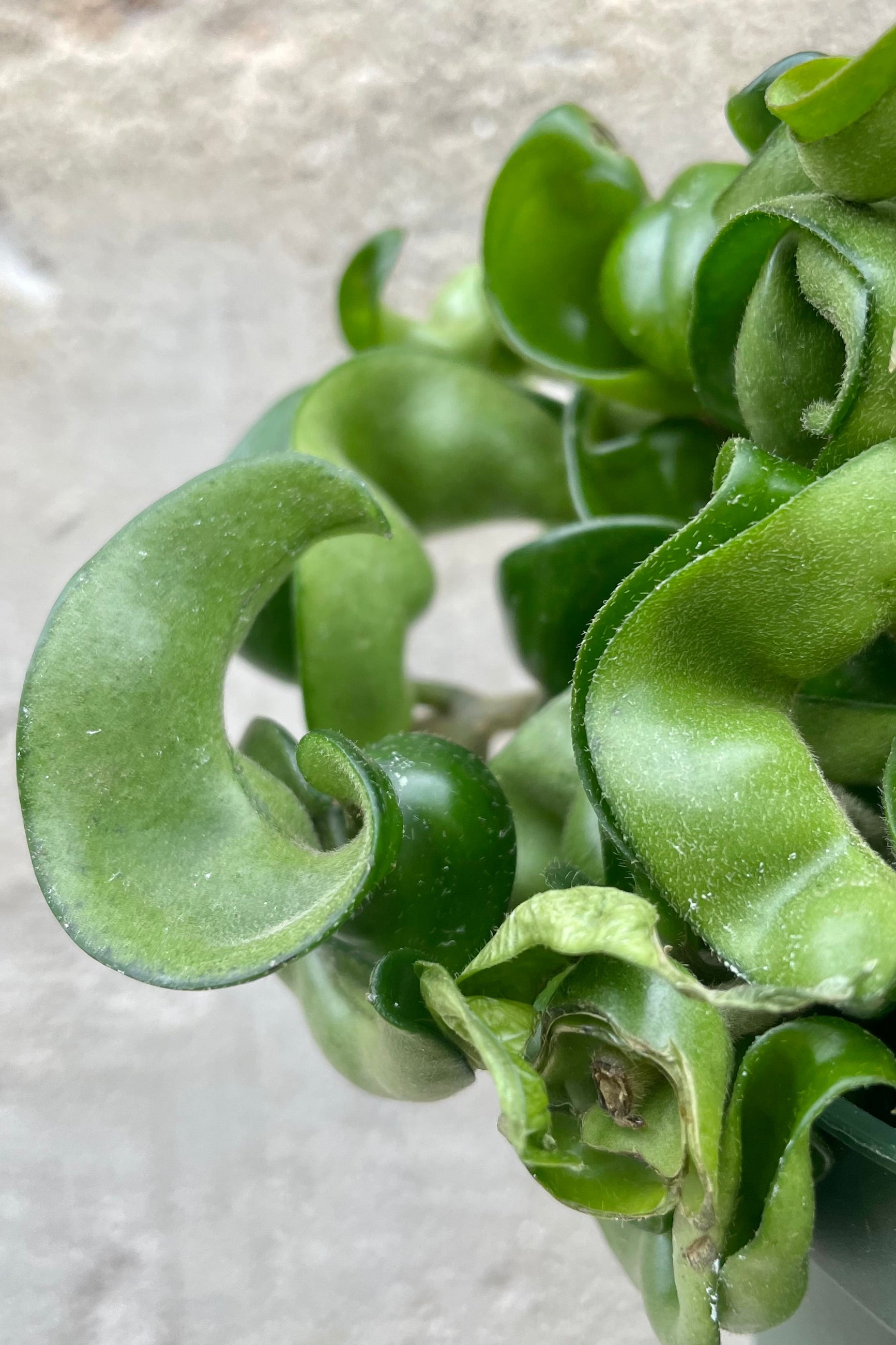 Hoya carnosa compacta 6" hanging basket detail of green curly leaves against a grey wall ©Sprout Home