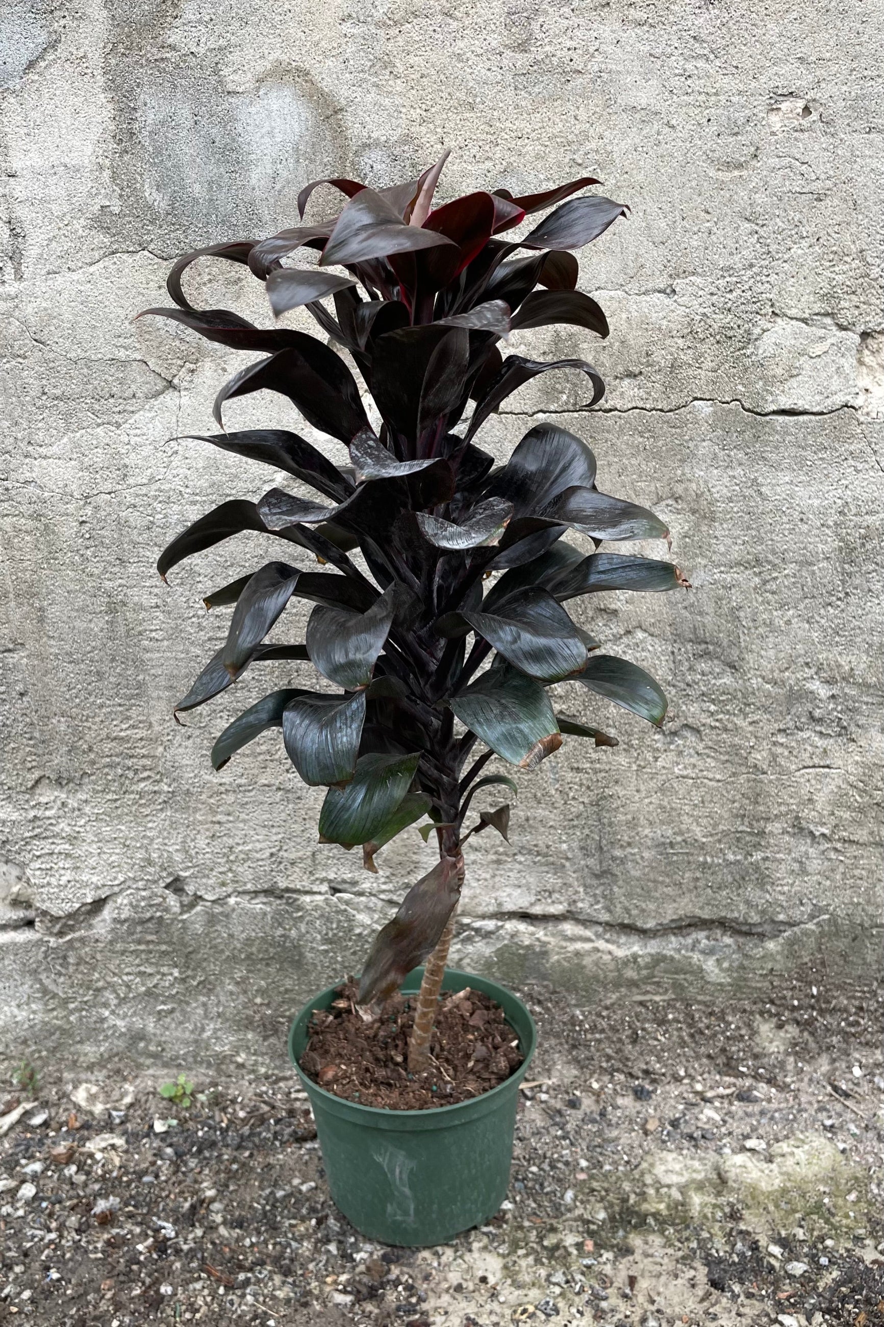 Cordyline australis "Red star" with a 6" green growers pot against a grey wall ©Sprout Home