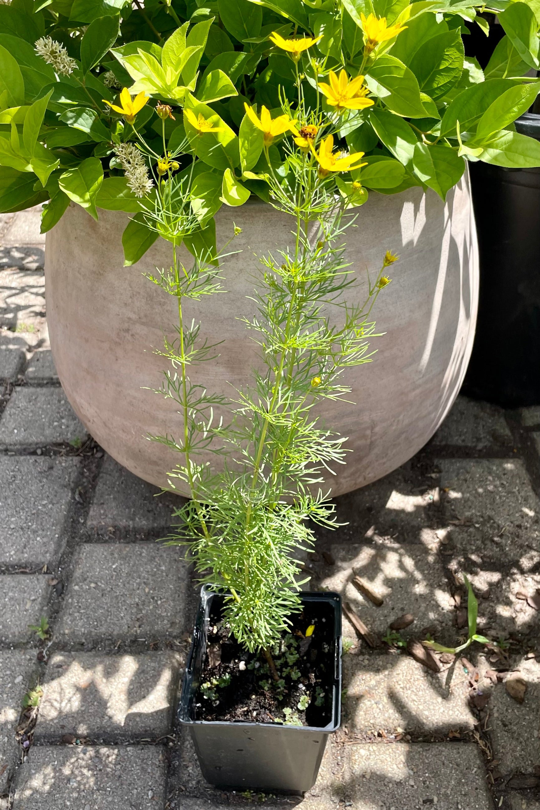 4" pot size of Coreopsis 'Zagreb' in bloom showing the golden yellow flowers end of June against a terracotta planter and a shrub at Sprout Home. ©Sprout Home