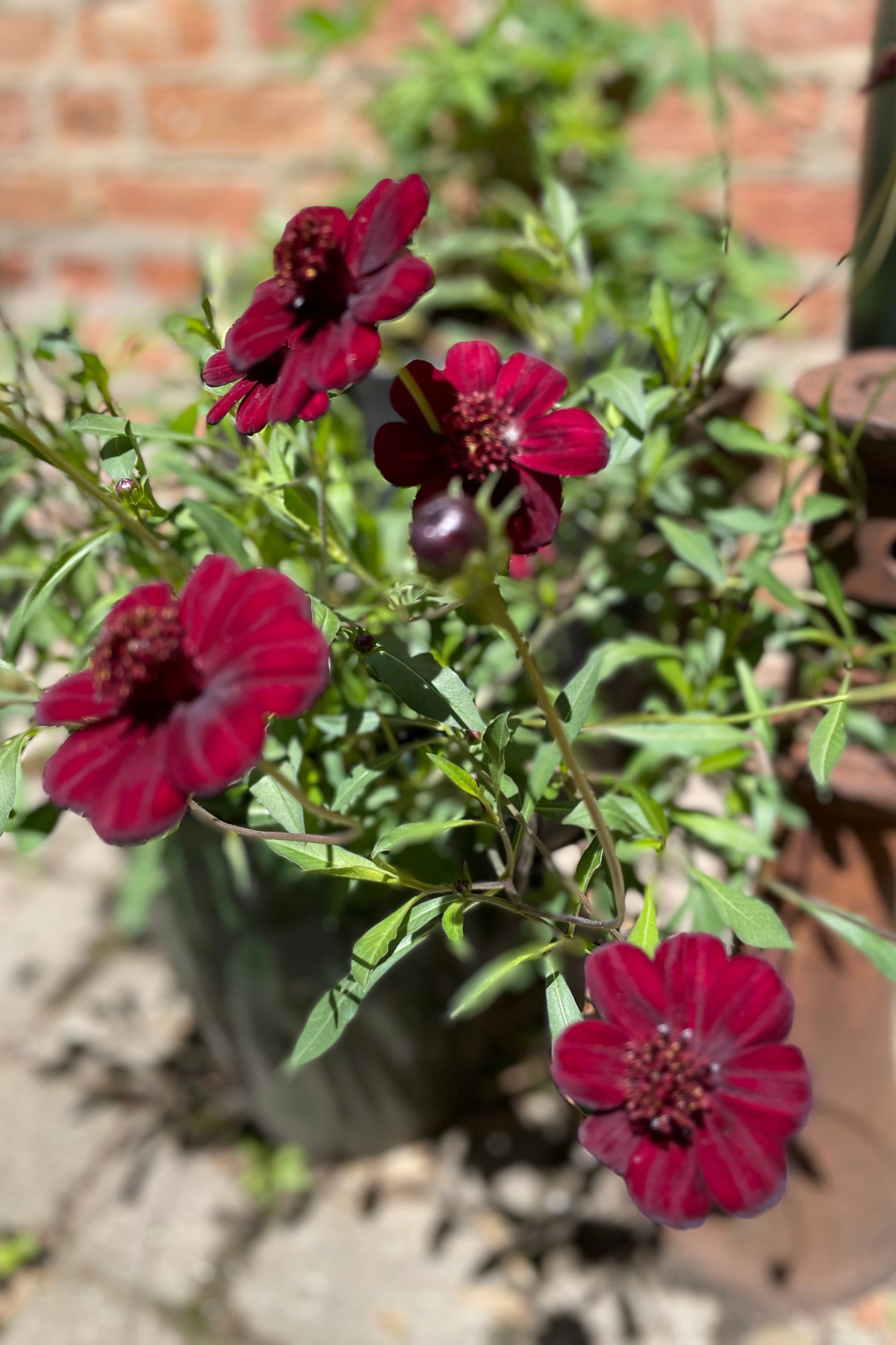 Chocolate Cosmos in bloom against a brick wall. ©Sprout Home