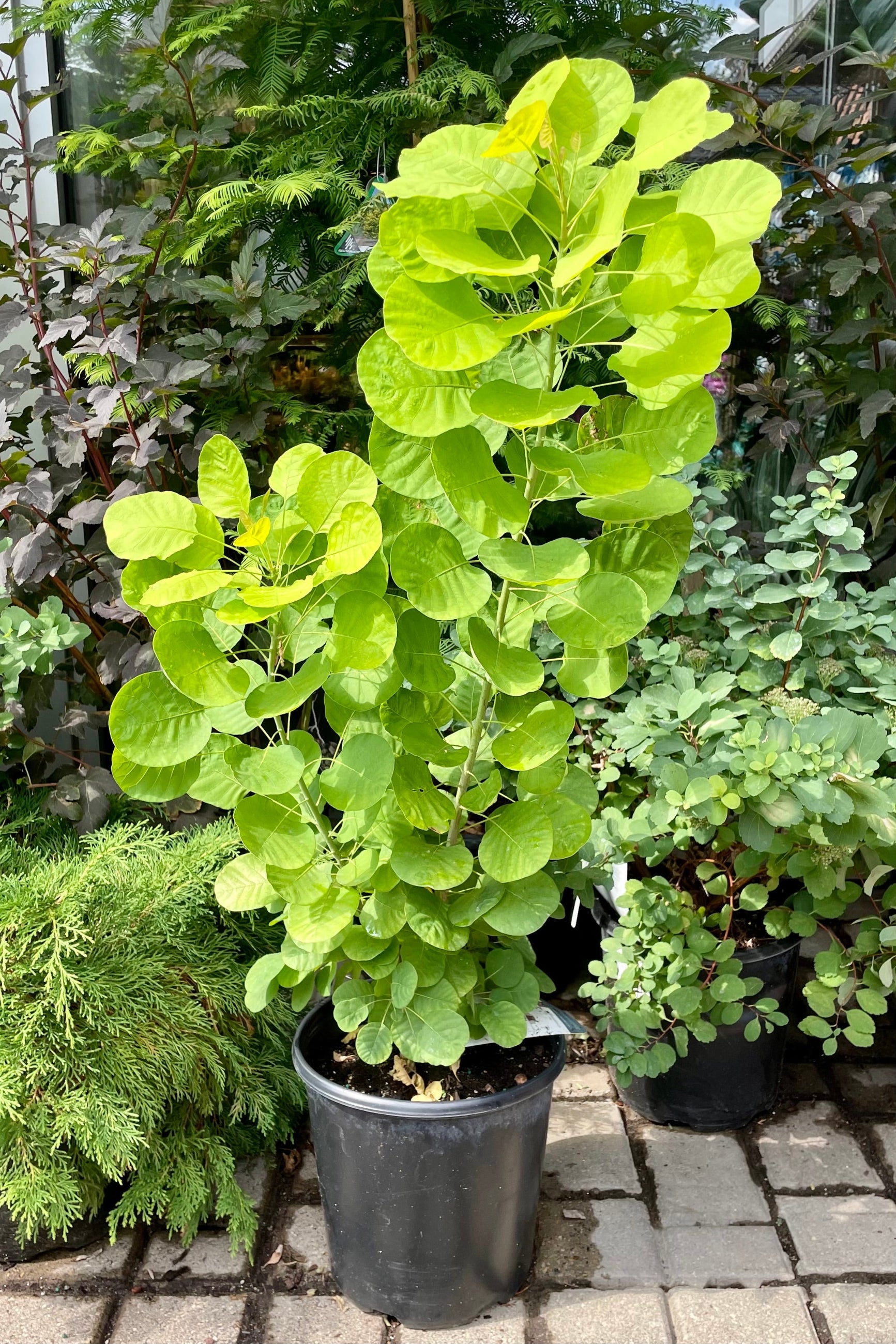 Cotinus 'Golden Spirit' smokebush in a #2 growers pot the end of July showing off its bright yellow green round leaves at Sprout Home. ©Sprout Home