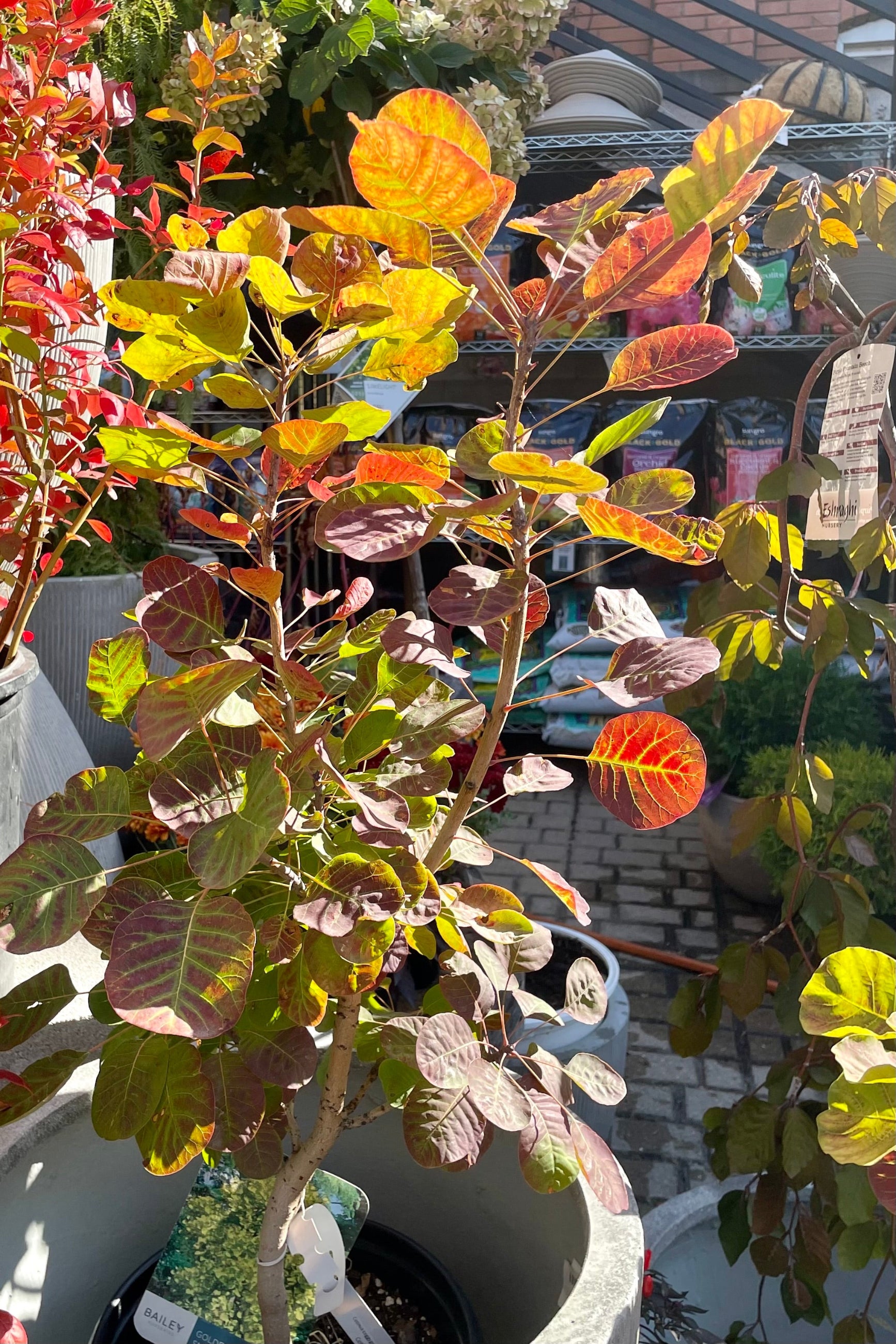 The fall coloration on the leaves of the Cotinus 'Golden Spirit' the beginning of October at Sprout Home. ©Sprout Home