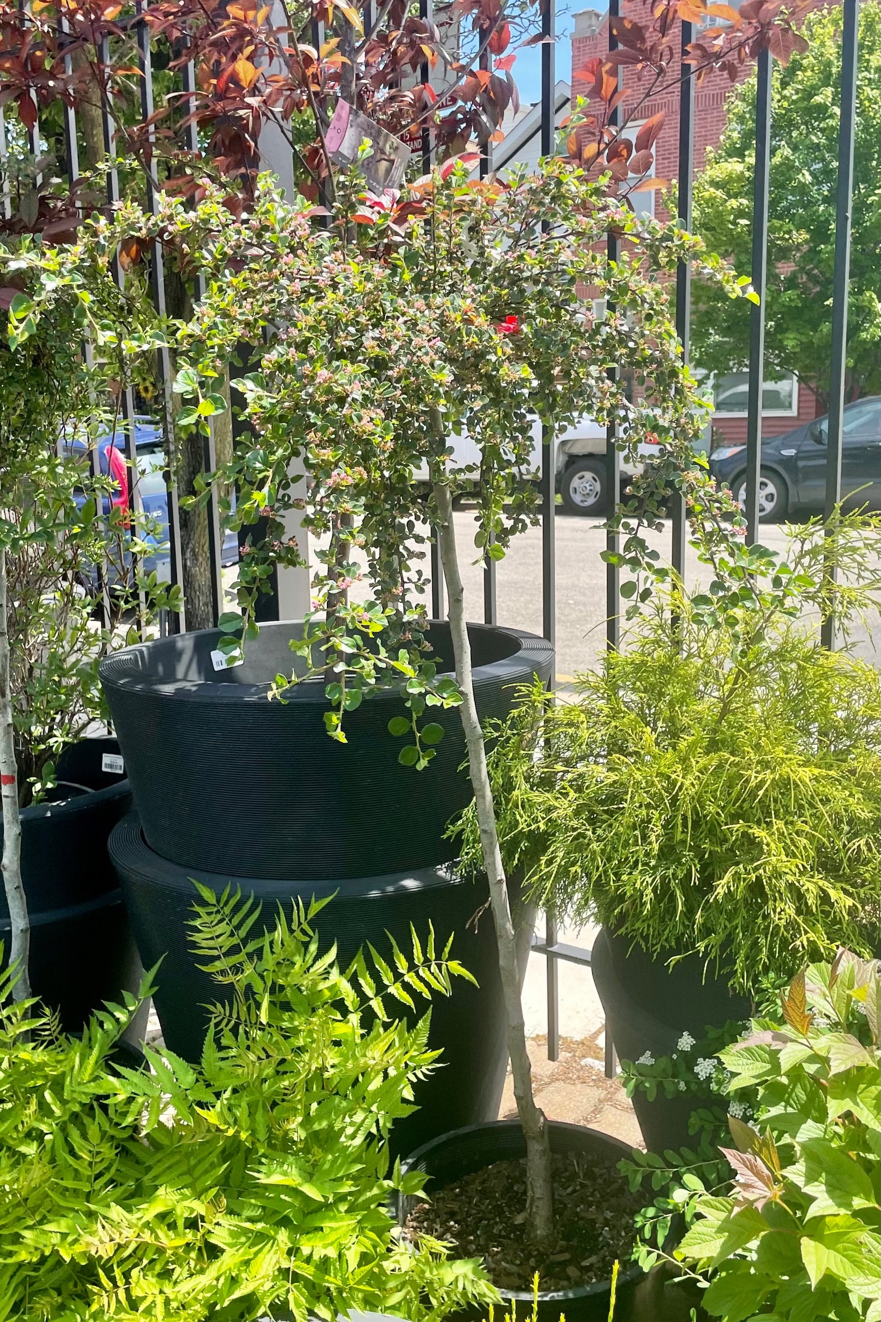 #7 standard form Cotoneaster apiculatus standard tree in bloom the end of May surrounded by other nursery plants at Sprout Home. ©Sprout Home