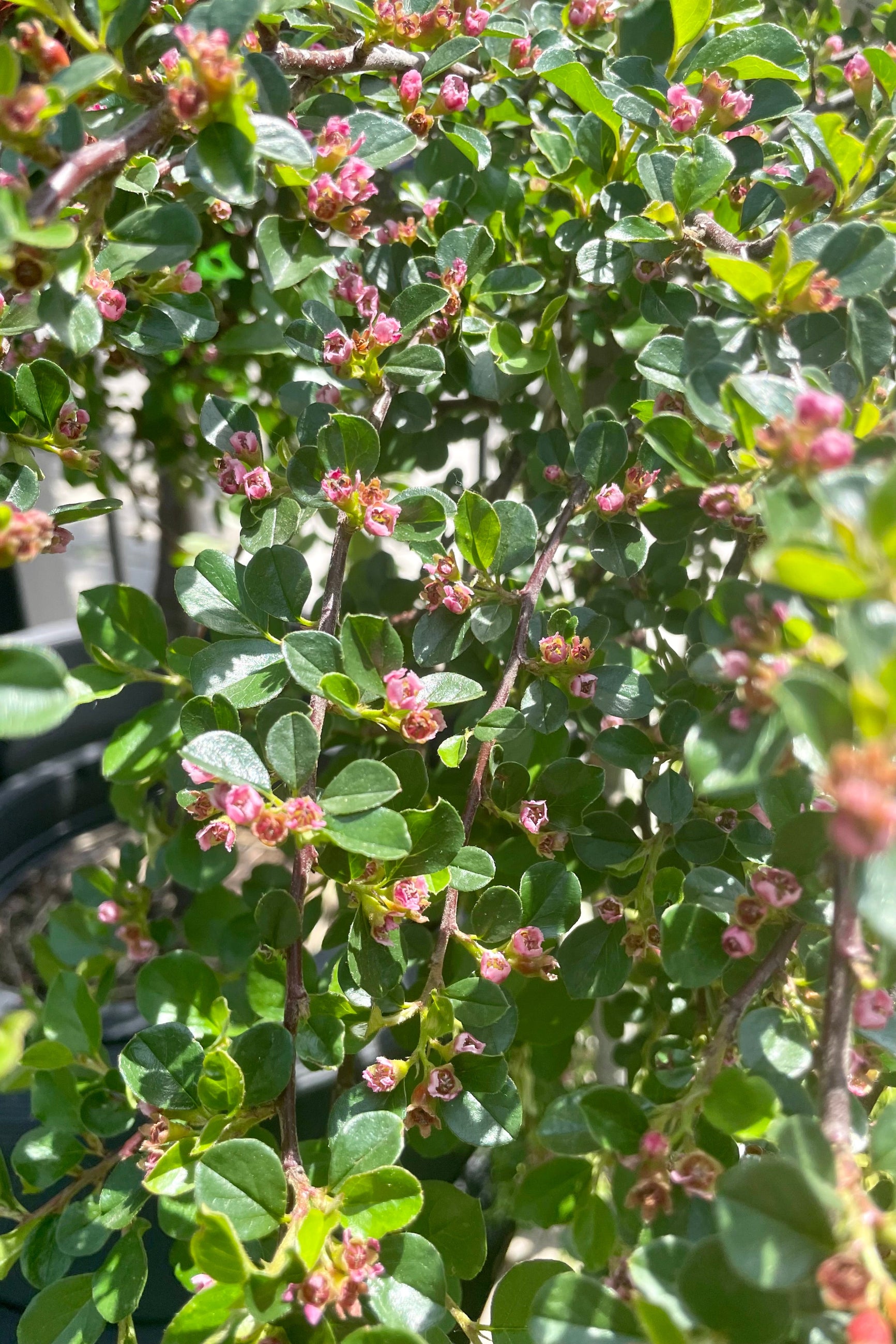 A detail picture showing the small pink white flowers in bloom the end of May of the Cotoneaster apiculatus tree at Sprout Home. ©Sprout Home