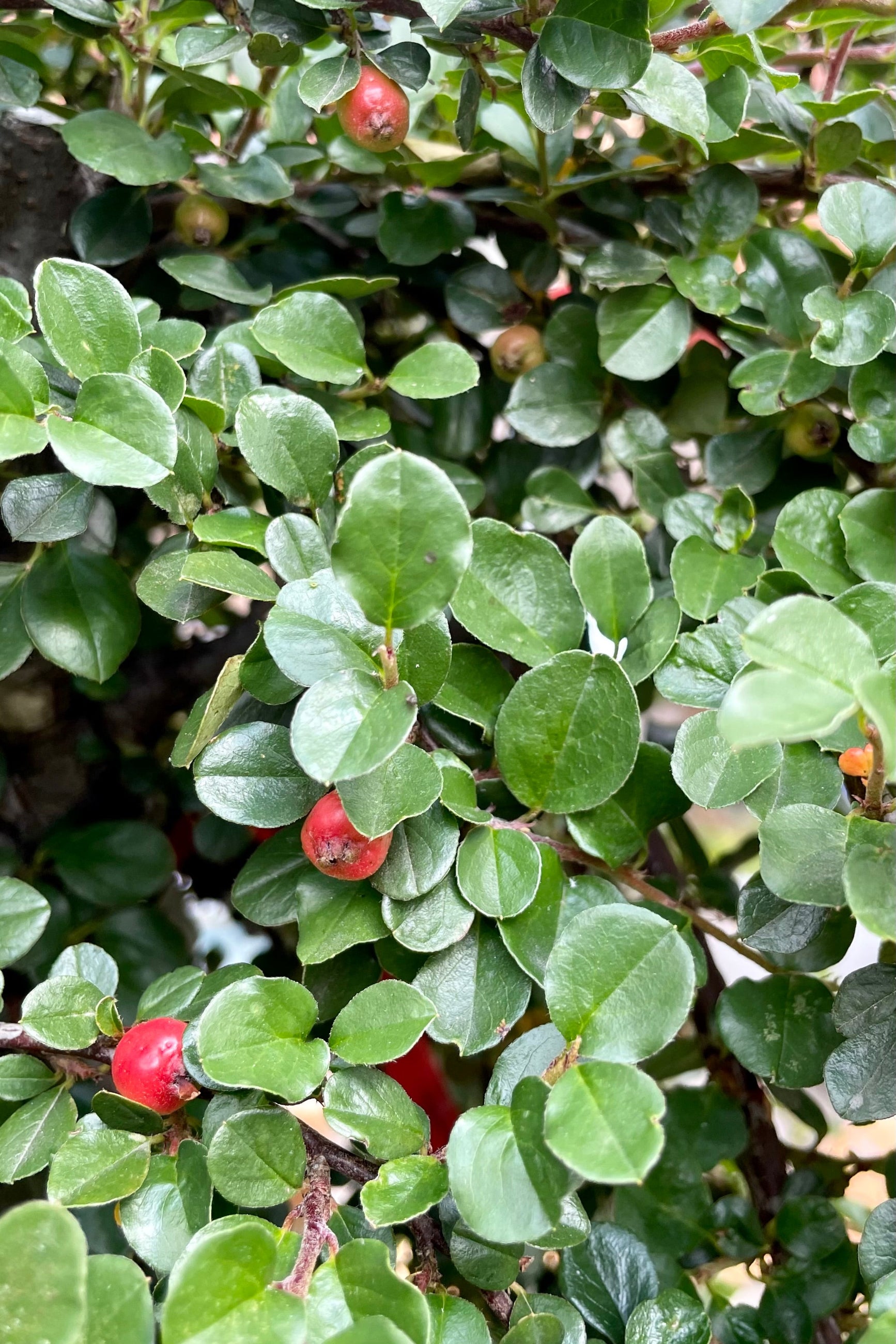 The red berries amongst the green round leaves at the end of July on the Cotoneaster apiculatus at Sprout Home. ©Sprout Home