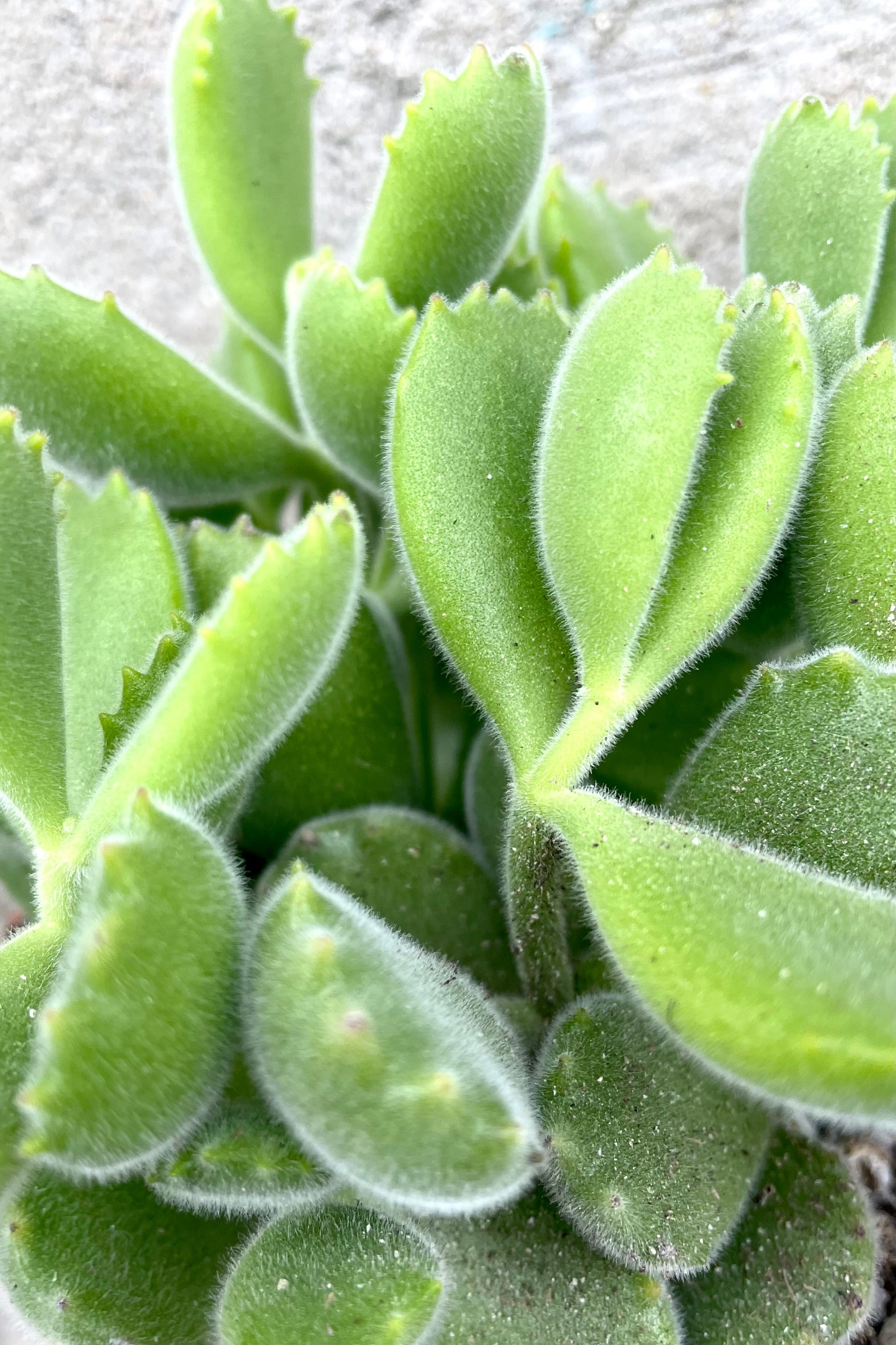 A detailed view of Cotyledon tomentosa "Bear Paw" 4" against concrete backdrop ©Sprout Home