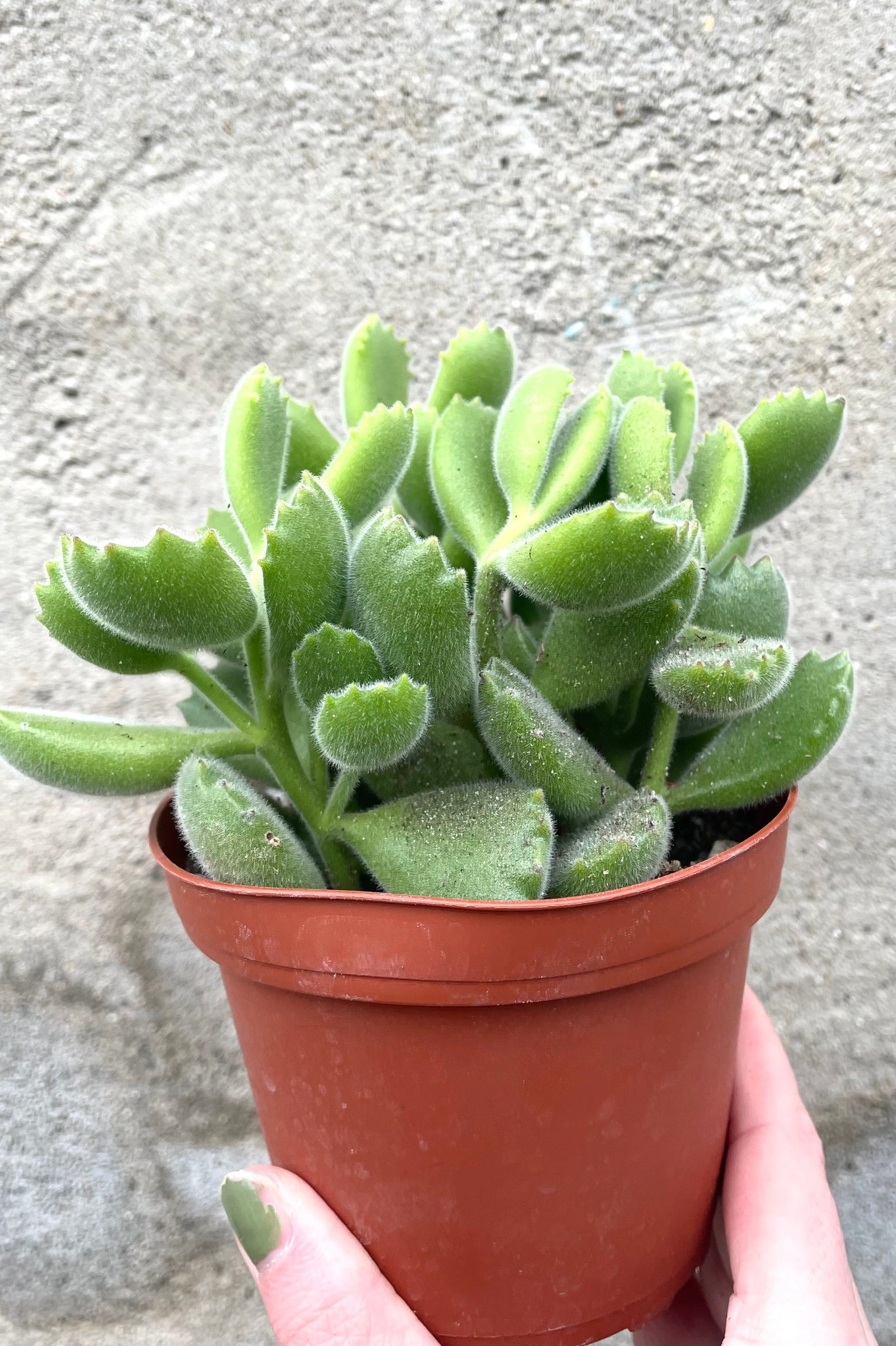 A hand holds Cotyledon tomentosa "Bear Paw" 4" in grow pot against concrete backdrop ©Sprout Home