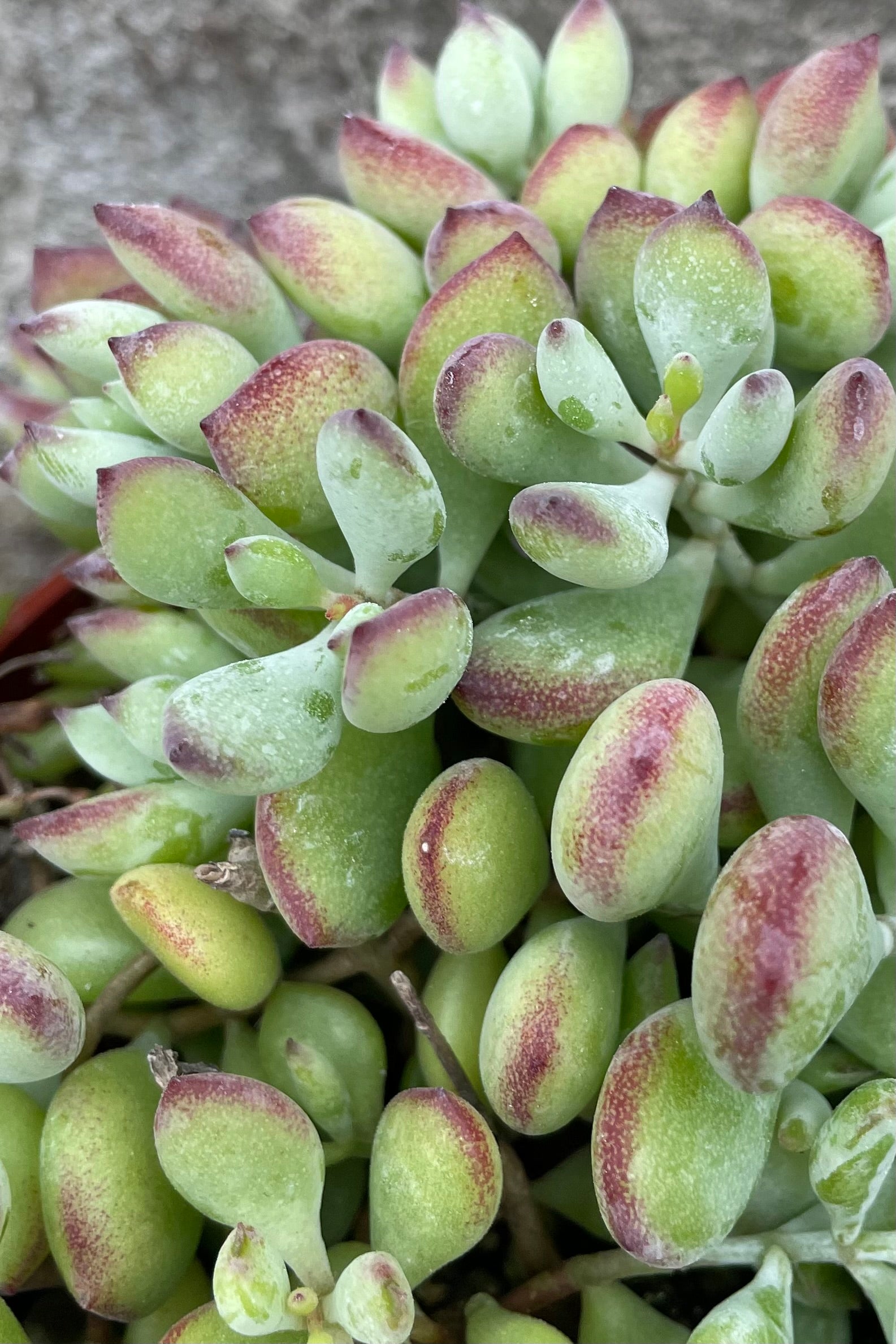 A detailed view of Cotyledon pendens 4" ©Sprout Home