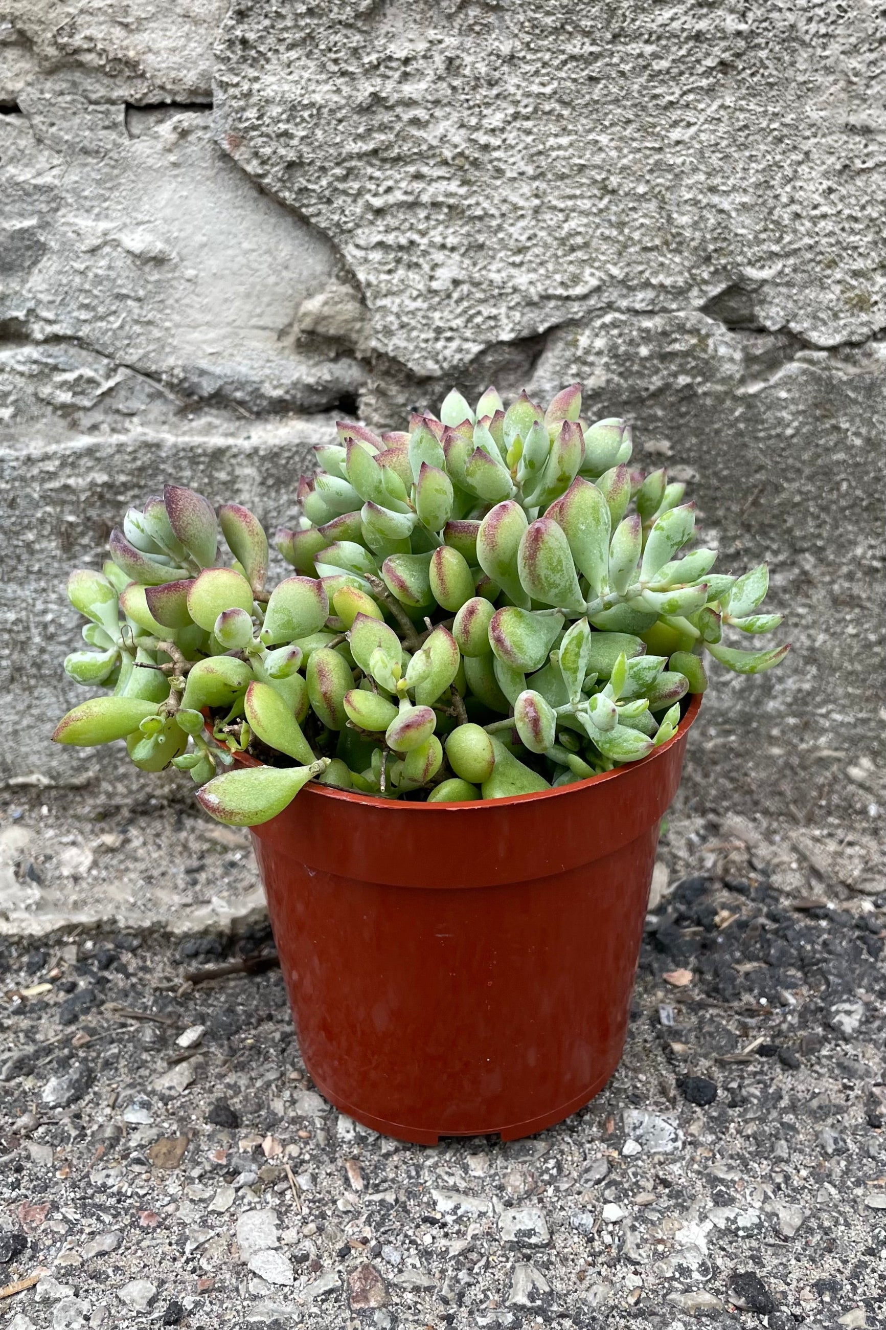 A full view of Cotyledon pendens 4" in grow pot against concrete backdrop ©Sprout Home