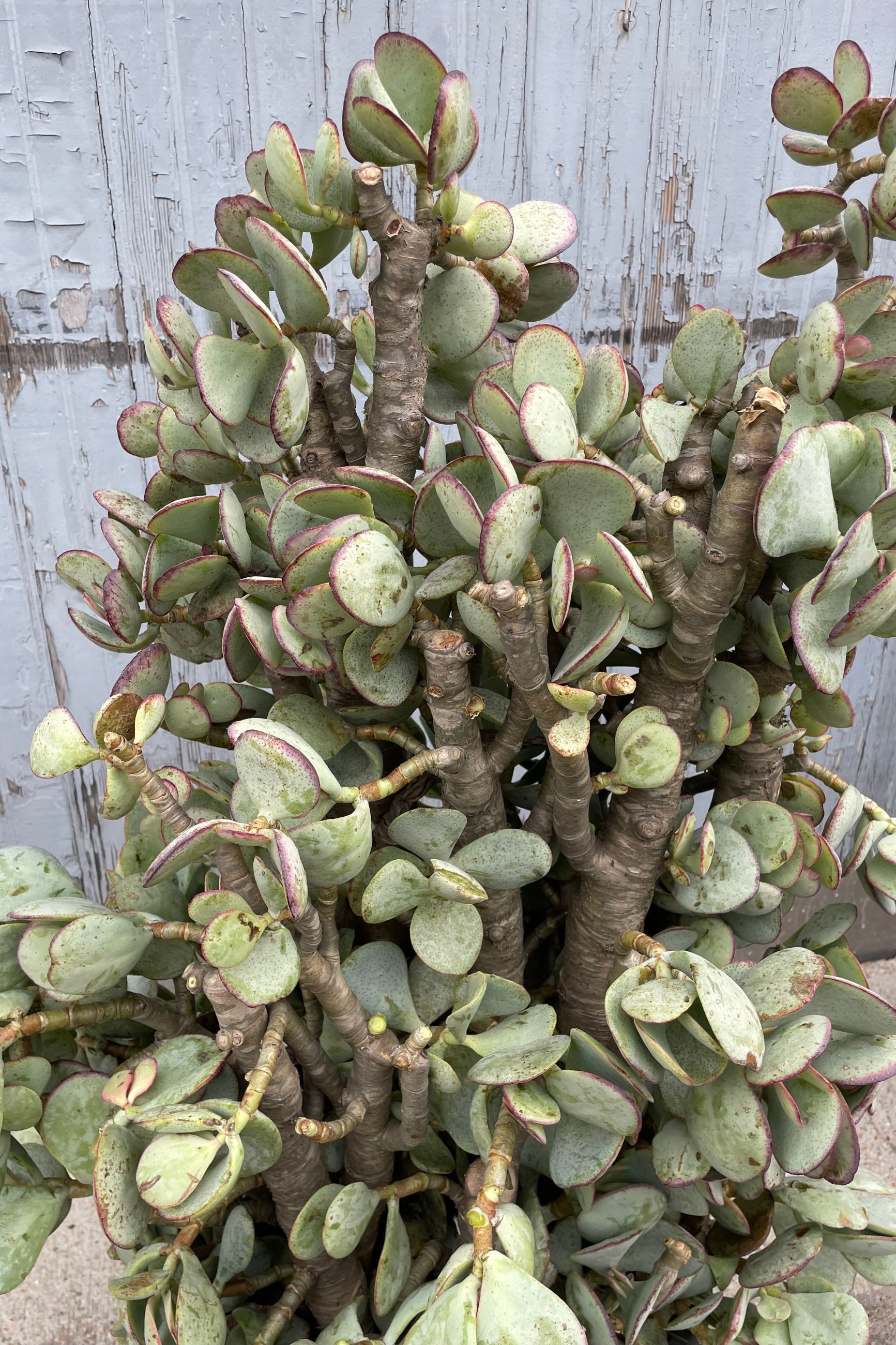 A detailed view of Crassula arborescens "Silver Dollar Jade" #15 stump / tree form against wooden backdrop ©Sprout Home
