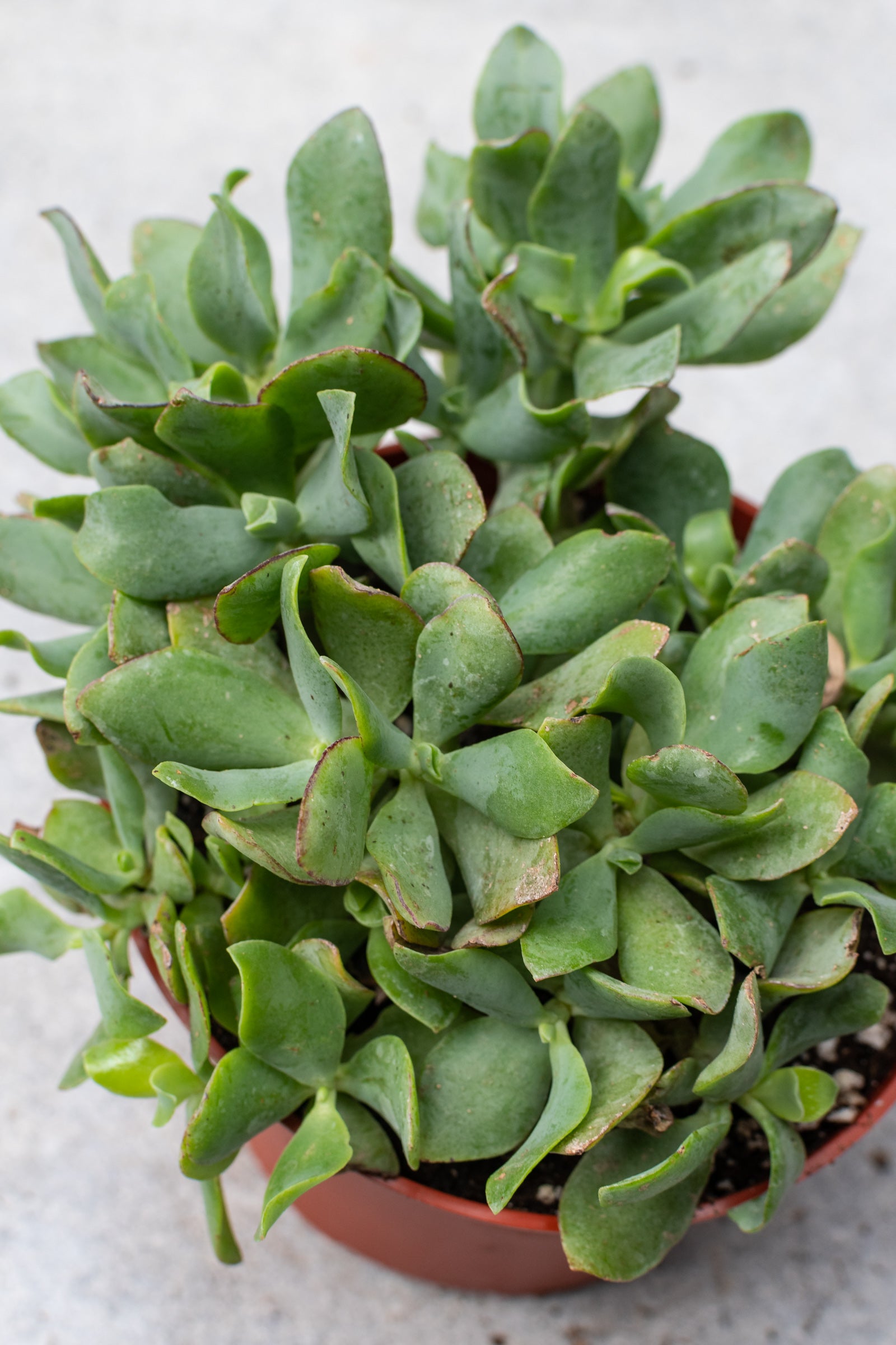 Close up of the succulent leaves of the Crassula arborescens undulatifolia. ©Sprout Home