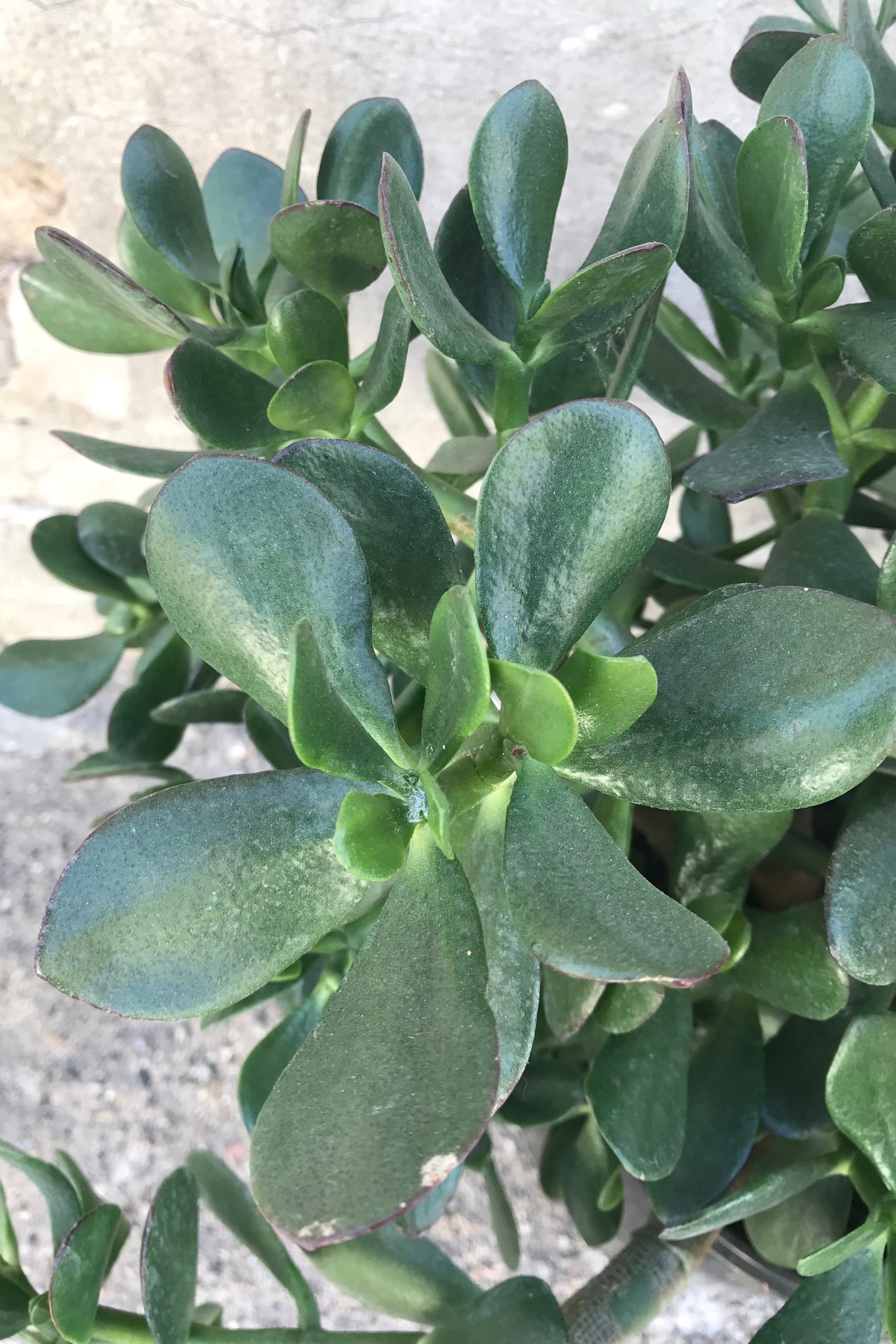 Close up of Crassula ovata "Jade plant" leaves in front of concrete wall ©Sprout Home
