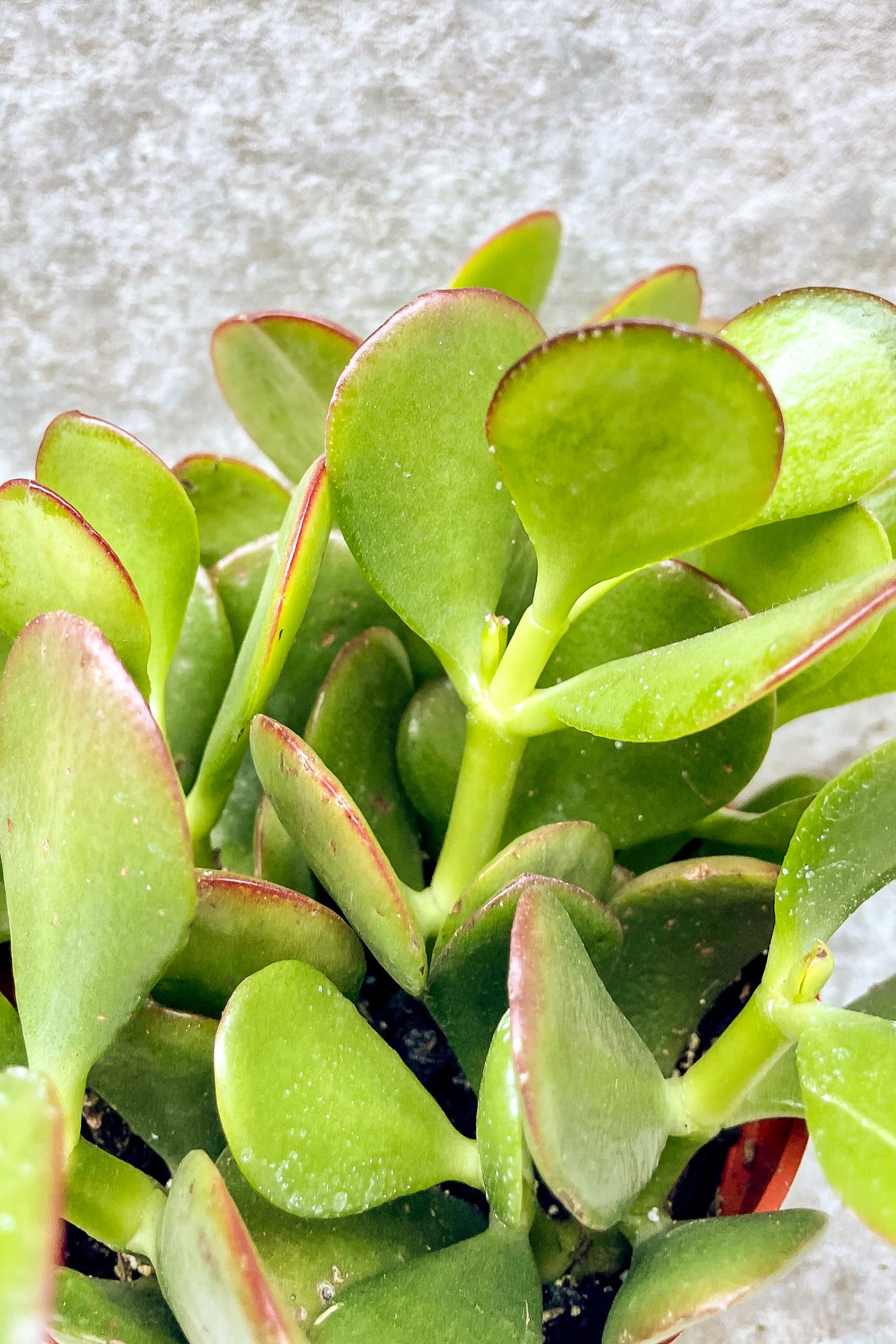 Close up of Crassula ovata "Jade"