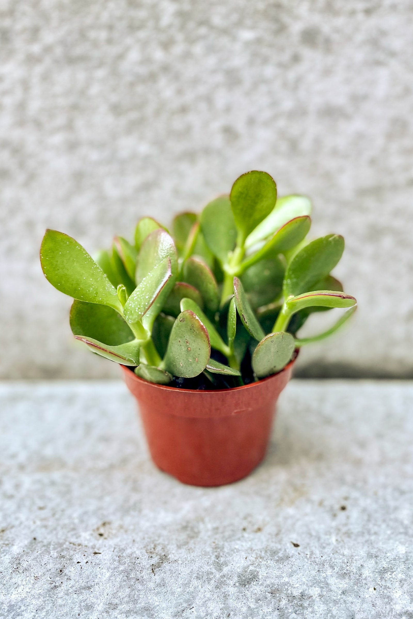 Crassula ovata "Jade" in front of grey background