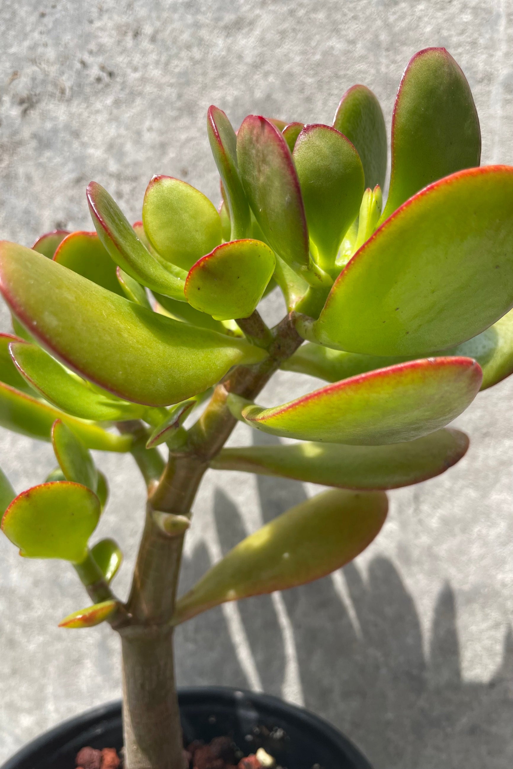 Jade in a tree form up close. ©Sprout Home