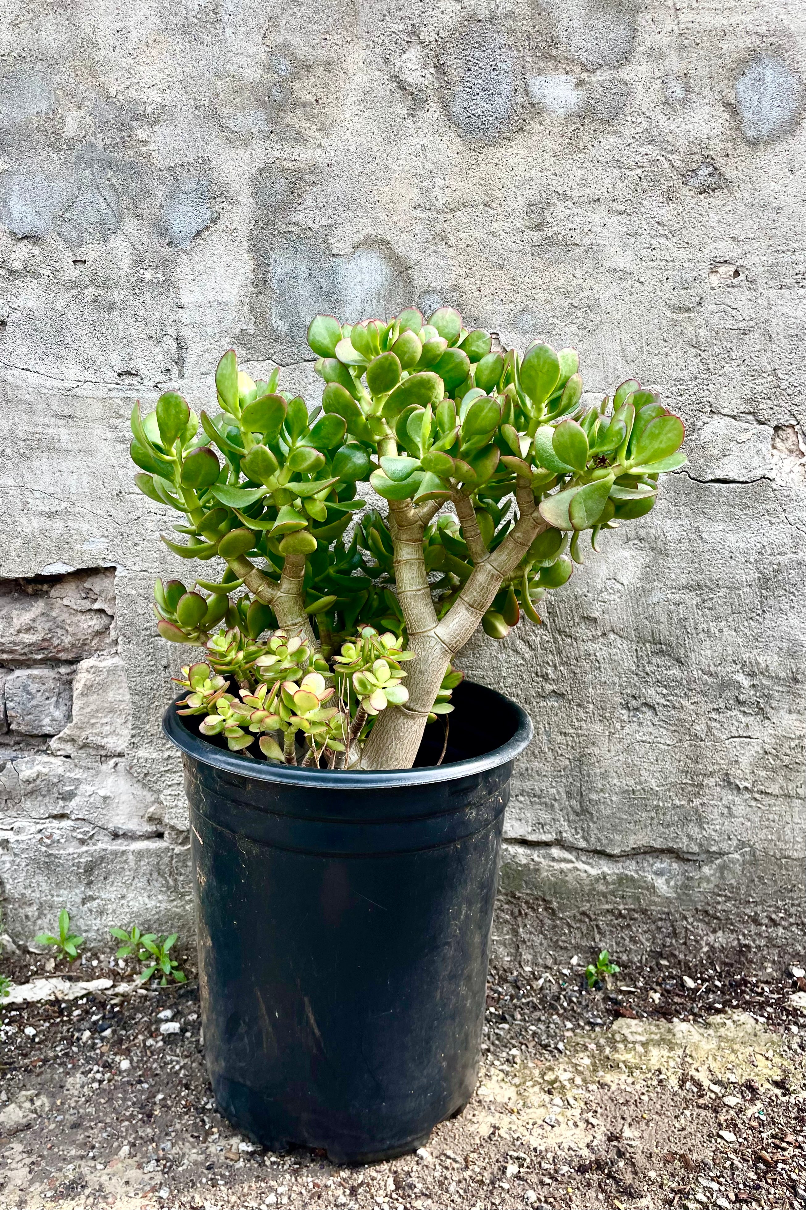 Crassula ovata “Jade" #5 against a grey wall