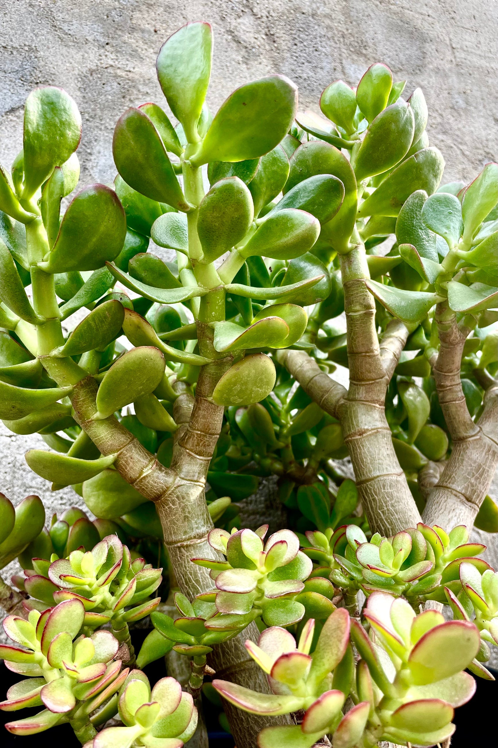 detail of Crassula ovata “Jade" #5 against a grey wall ©Sprout Home