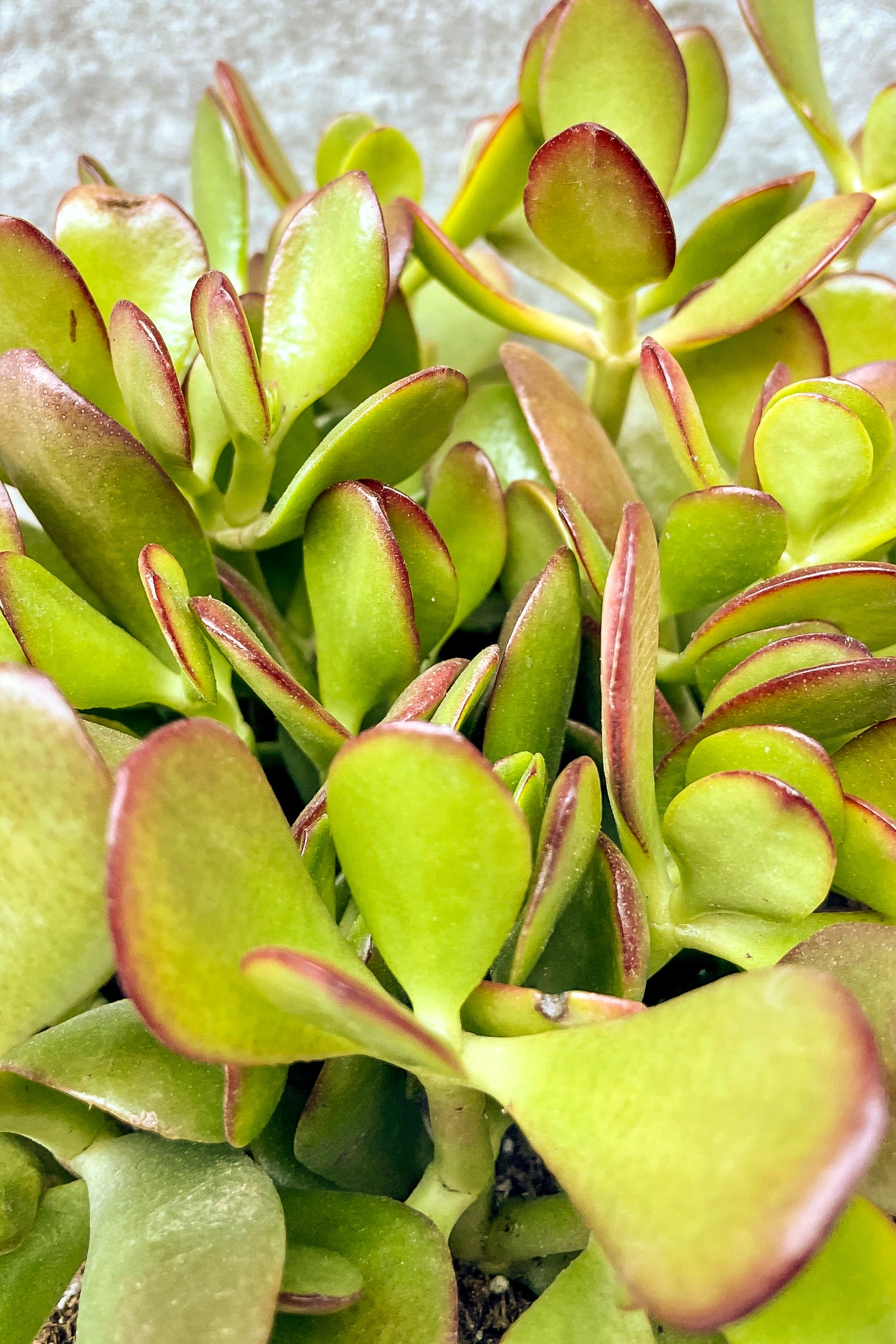 Close up of Crassula ovata ©Sprout Home
