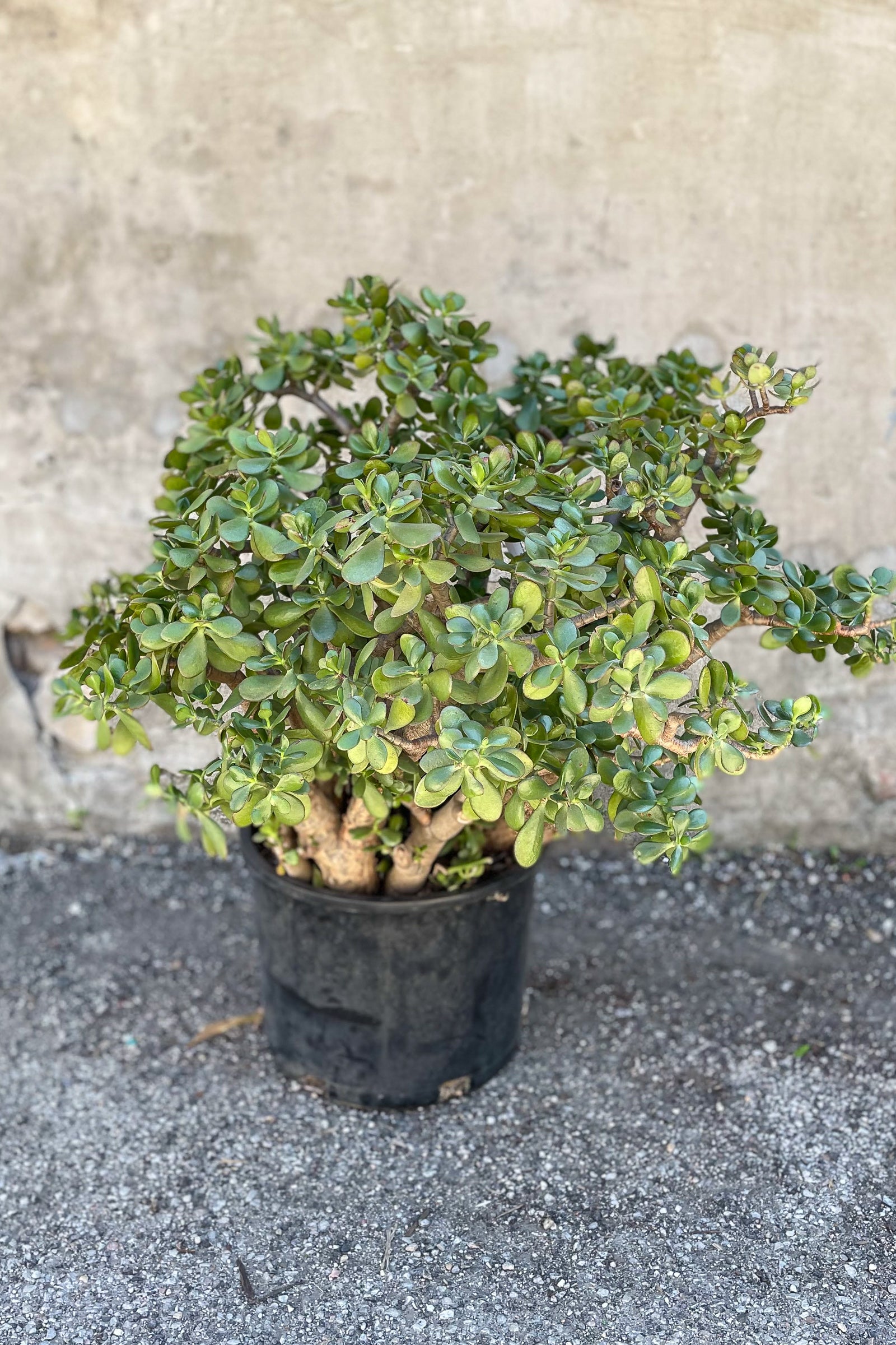 Large Crassula ovata "Jade" in front of concrete wall ©Sprout Home