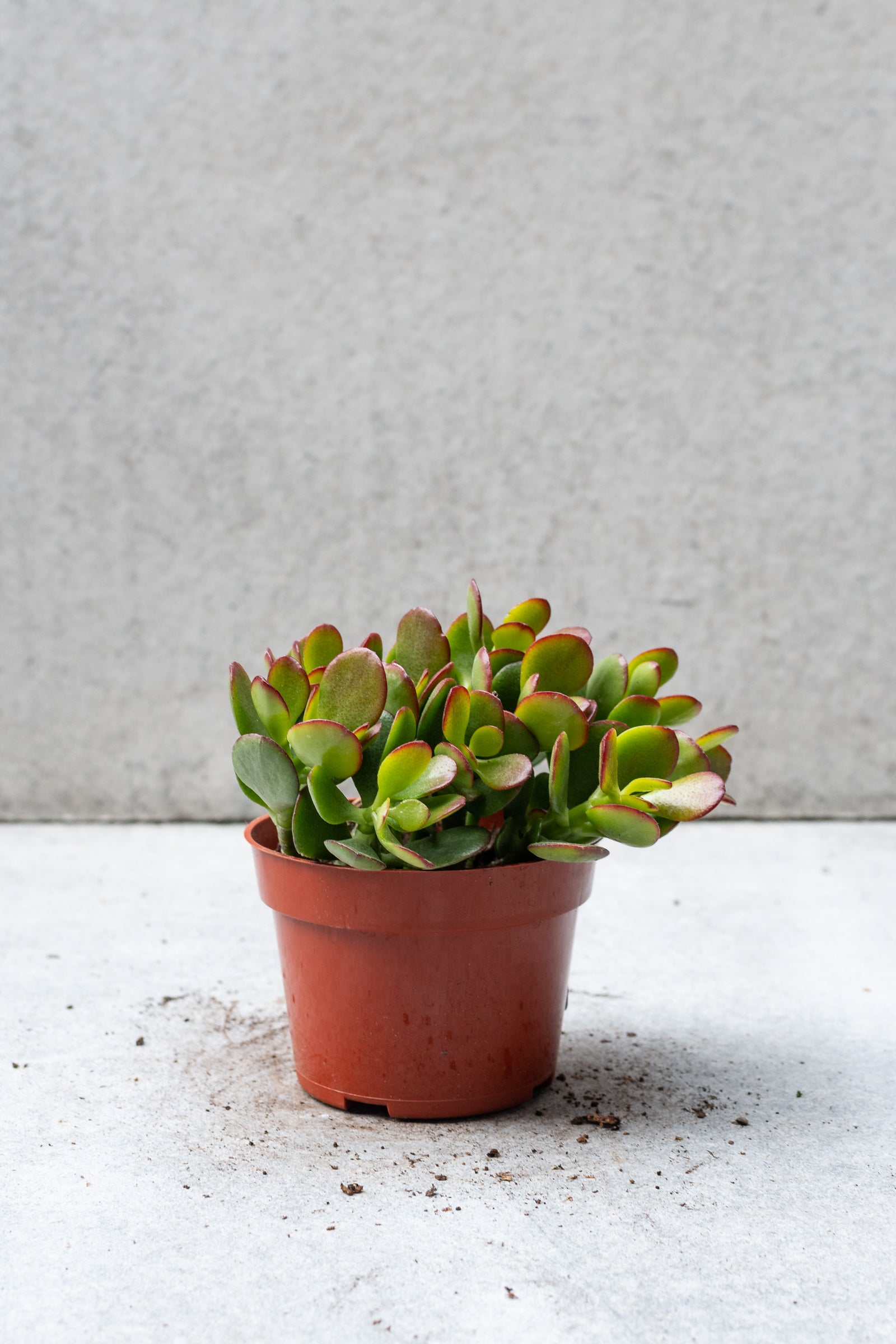 Crassula ovata 'Crosby' jade in a 4 in pot against a grey wall.