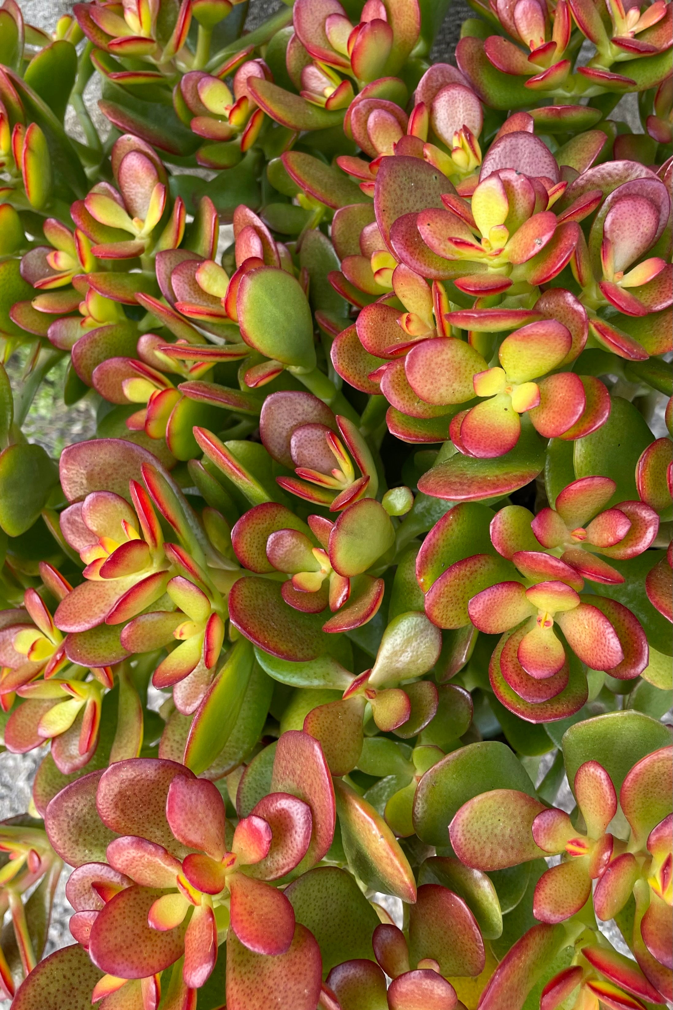 A detailed view of Crassula ovata 'Crosby' 8"