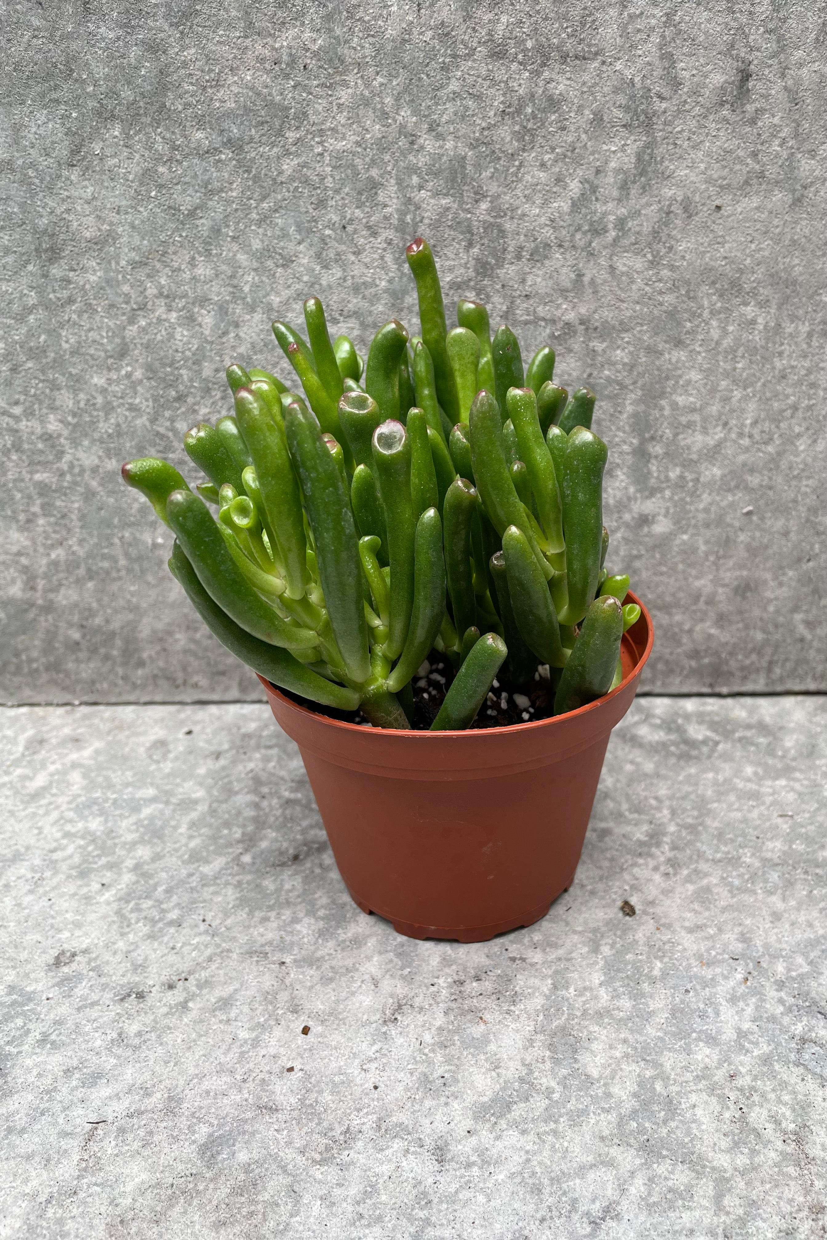 Crassula ovata 'Gollum' plant in a 4 inch growers pot.