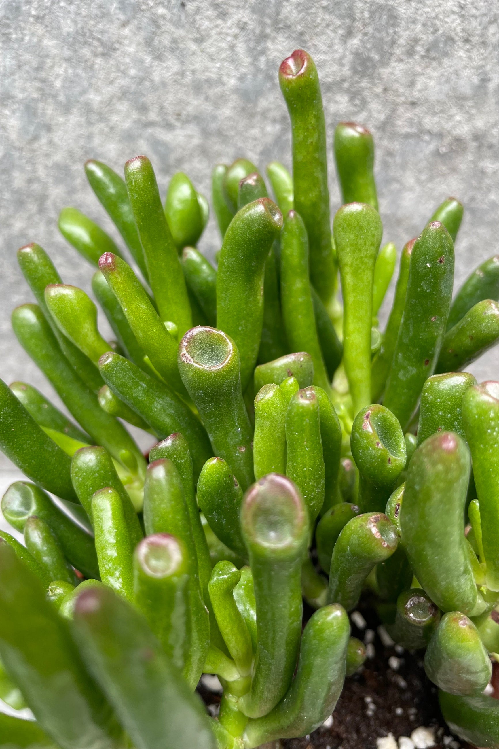 Detailed photo of the plump figure shaped leaves of the Crassula ovata 'Gollum' ©Sprout Home