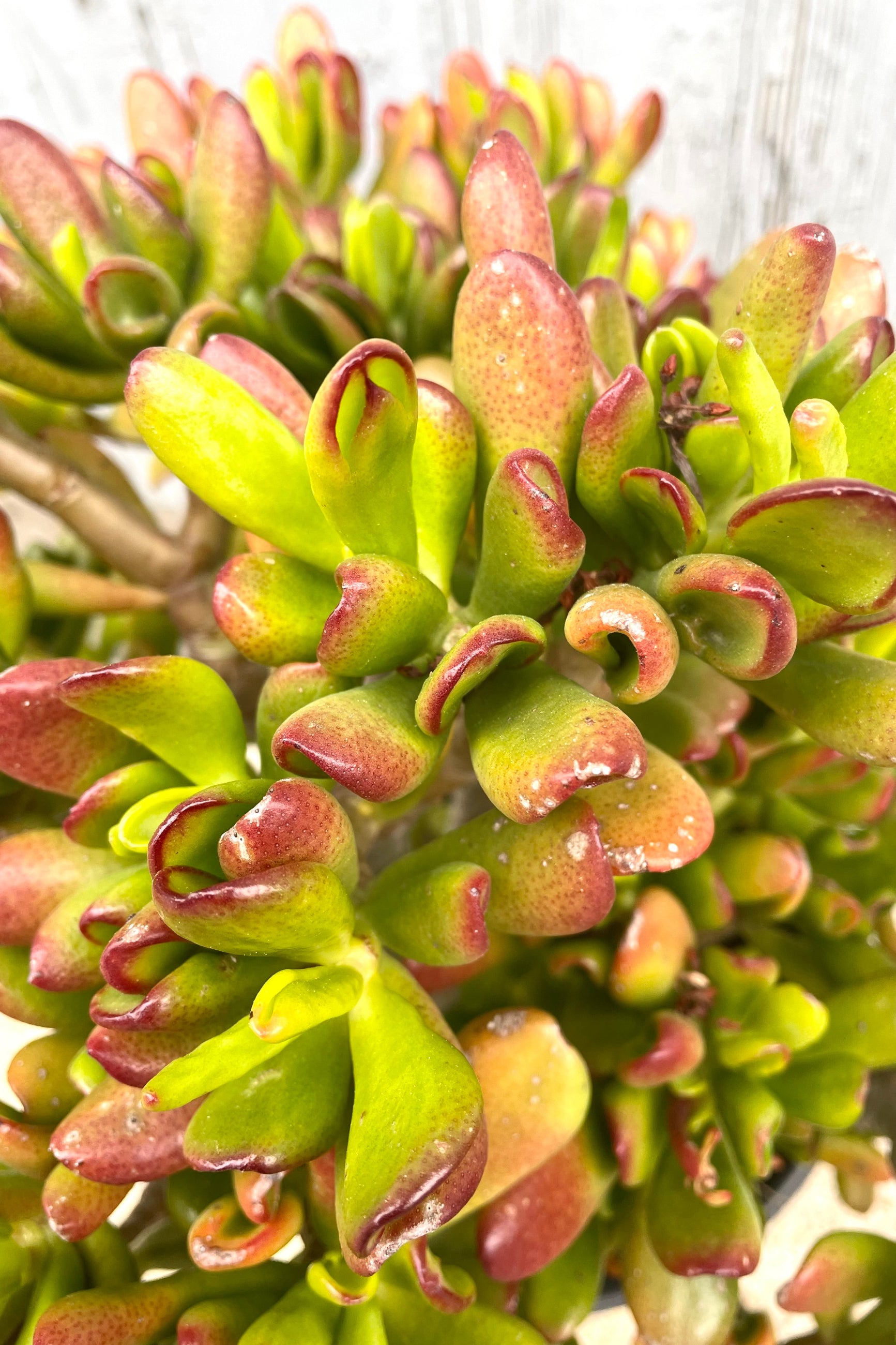 A detailed view of Crassula ovata 'Hobbit' #5 against wooden backdrop ©Sprout Home