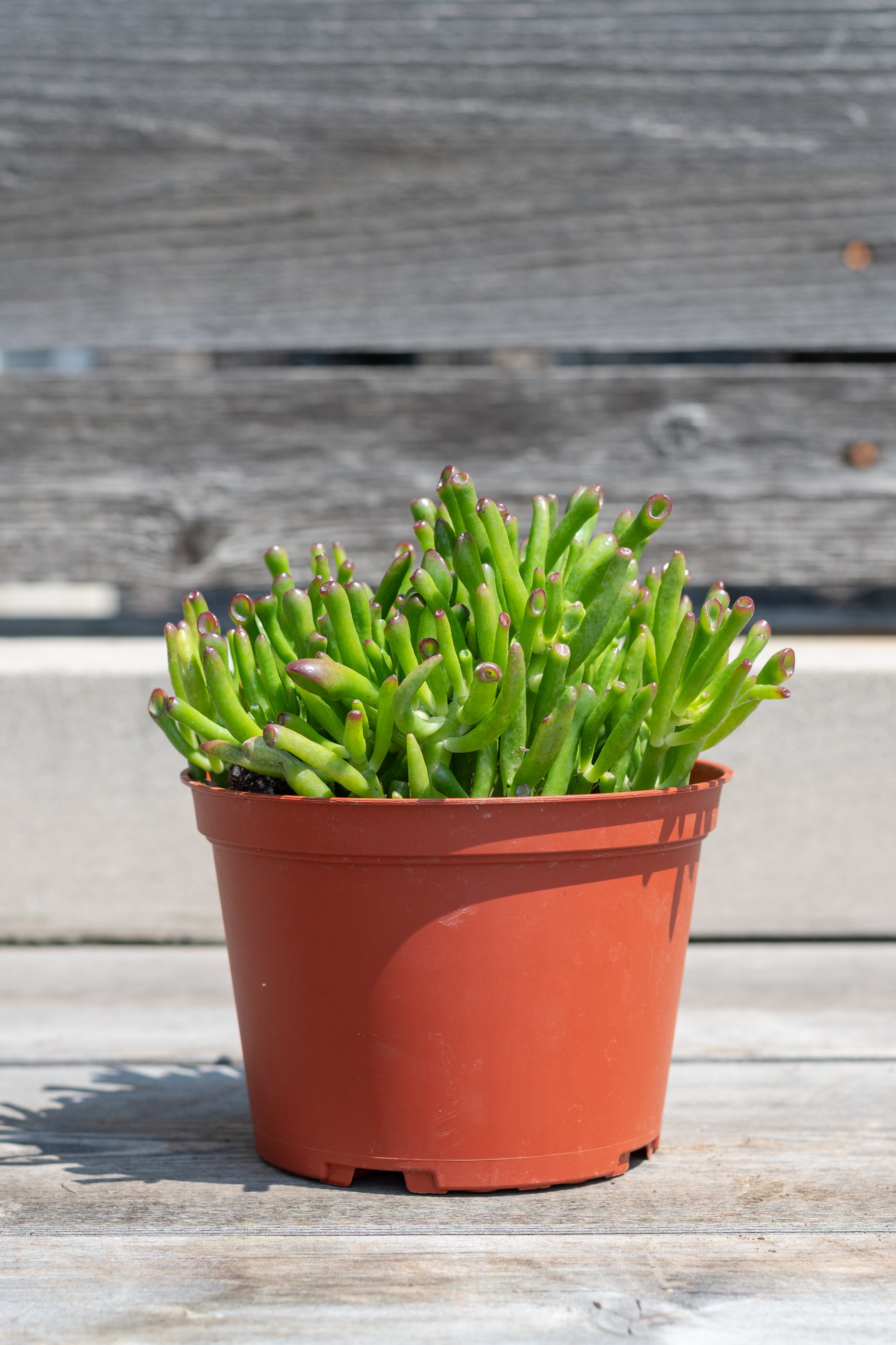 Crassula ovata 'Hobbit' in grow pot in front of grey wood background
