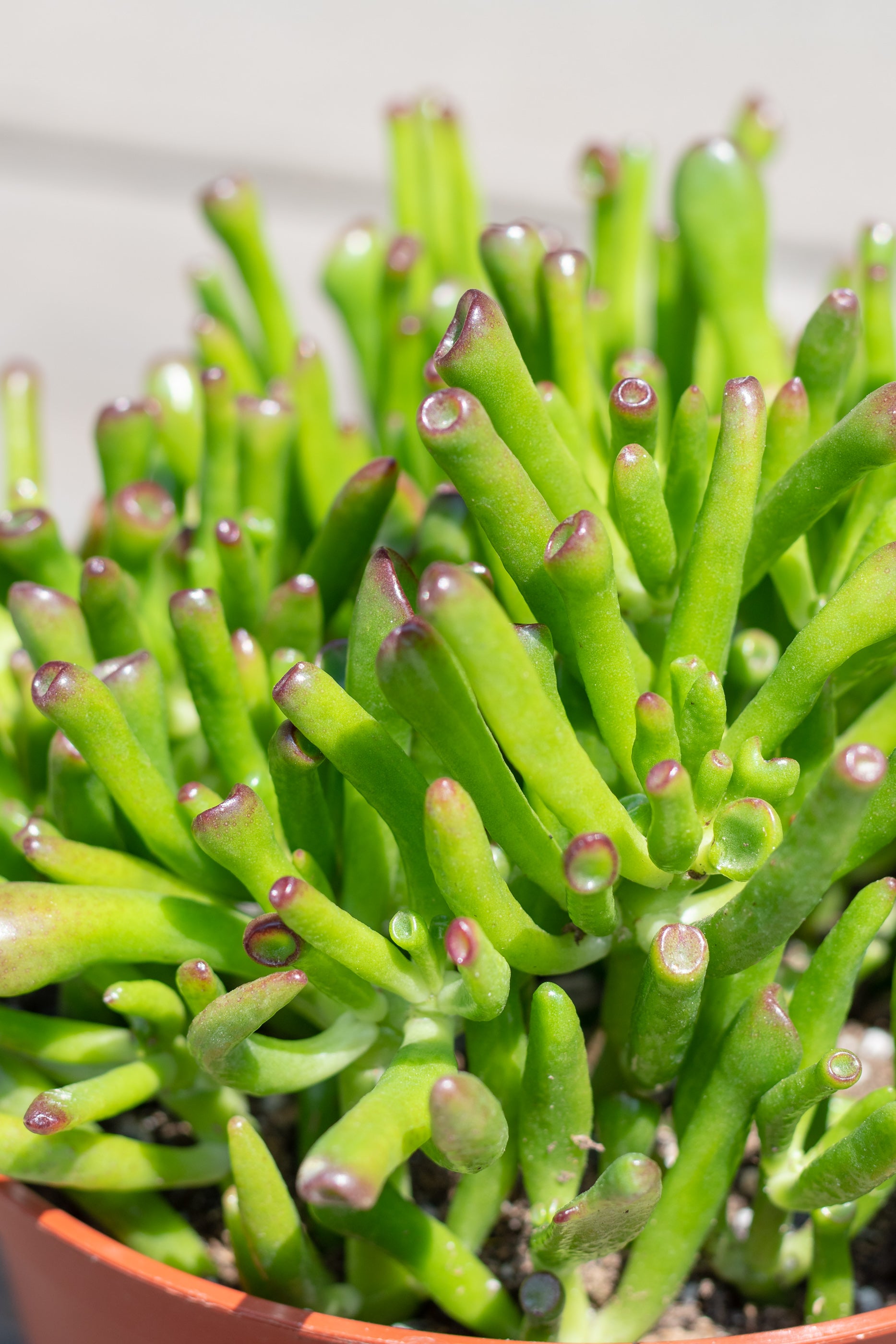 Close up of Crassula ovata 'Hobbit'