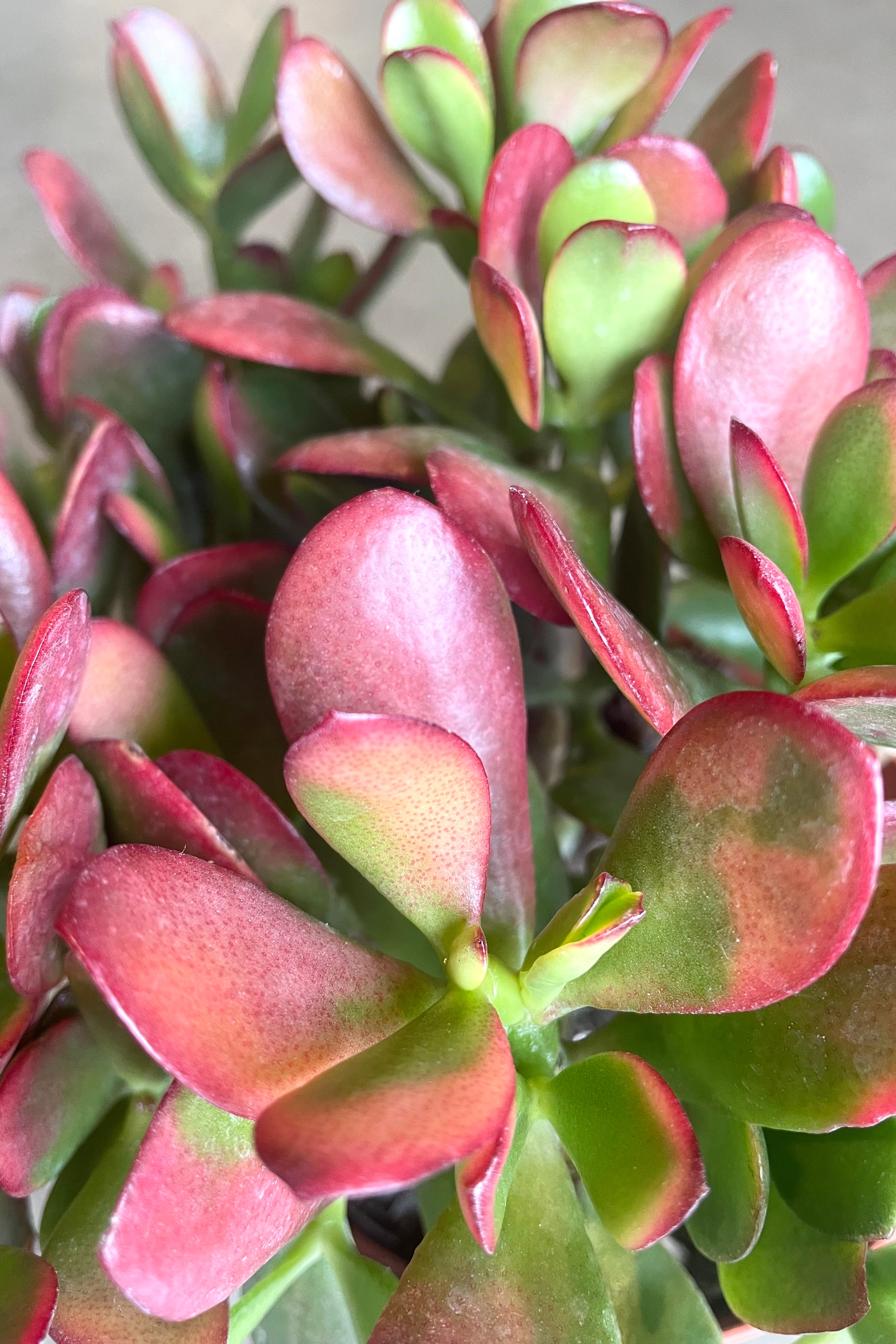 A detailed view of Crassula ovata 'Sunset' 6"