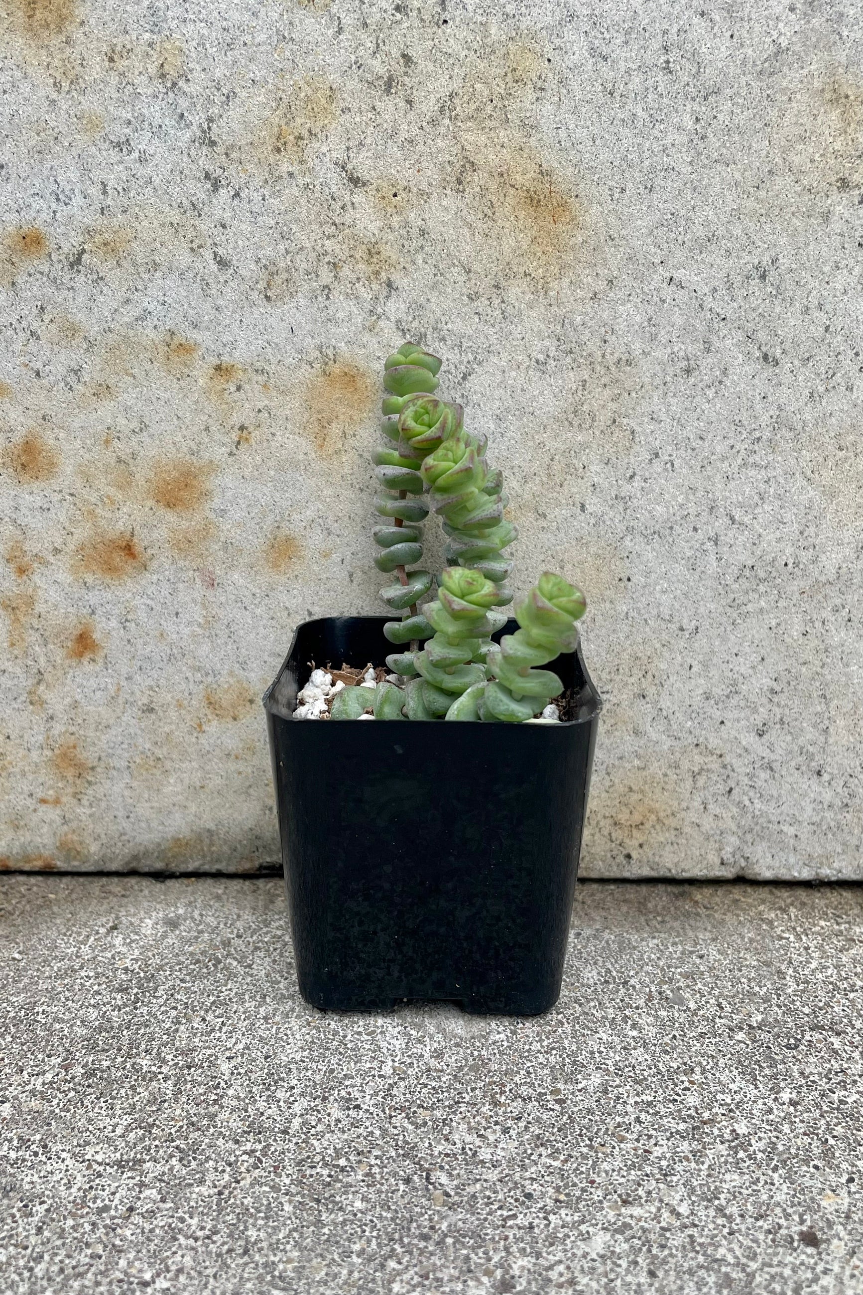Crassula rupestris marnieriana 'Hottentot' 2.5" black growers pot with tiny succulent leaves growing upward against a grey wall ©Sprout Home