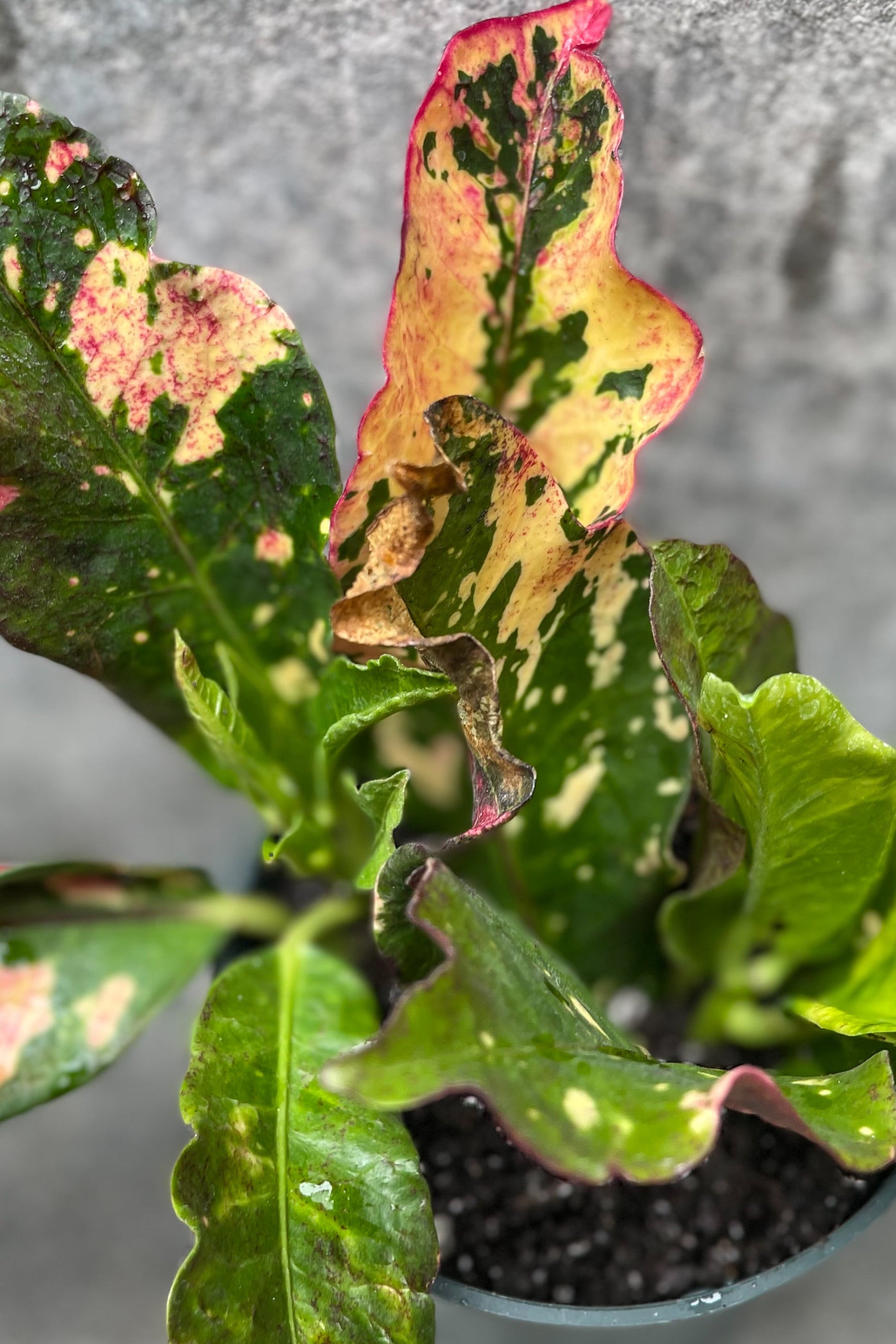 Croton leaves up close showing the range off green to off pink yellow ©Sprout Home