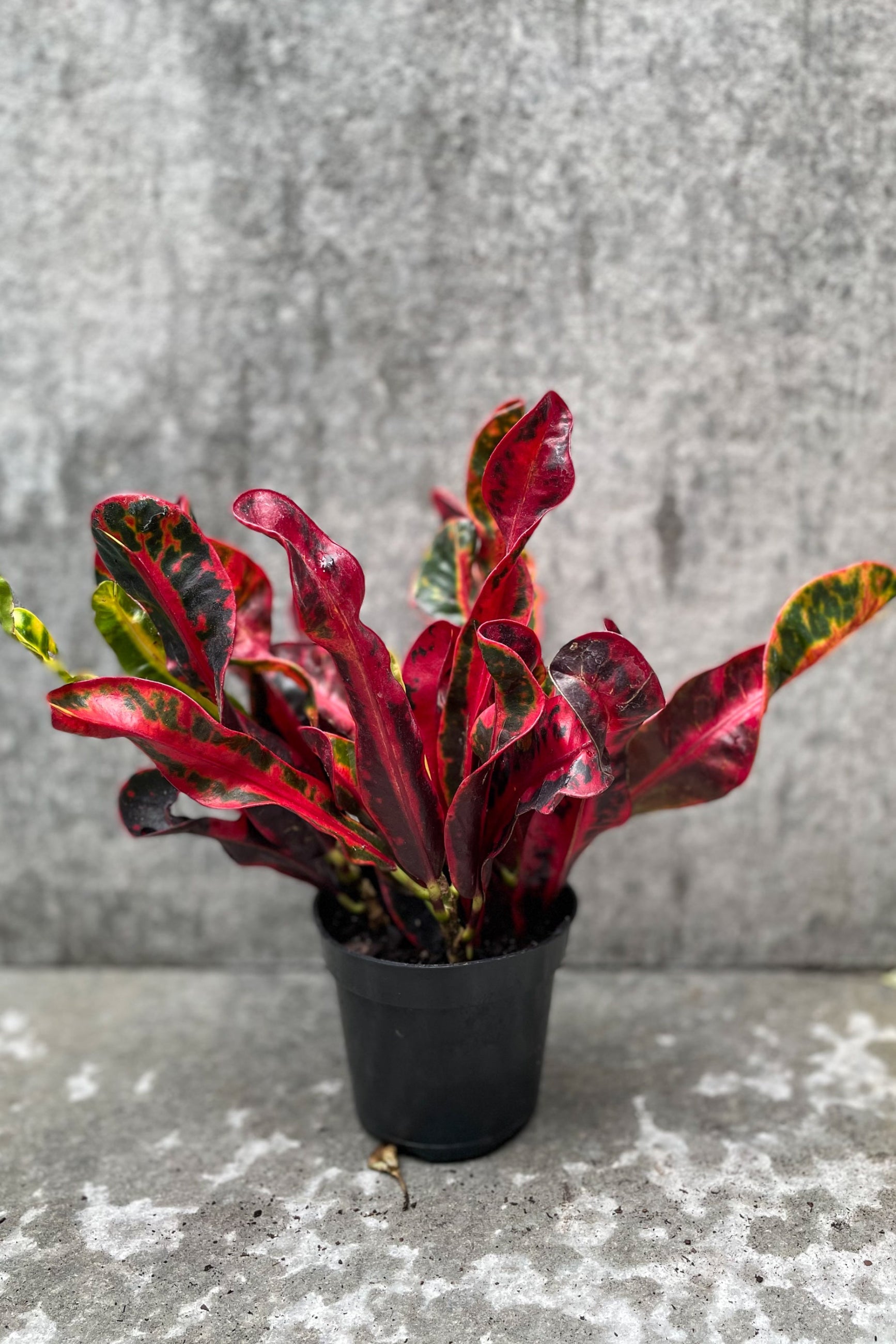 Croton Mammy in a 4" growers pot and super red burgundy leaves against a gray backdrop ©Sprout Home