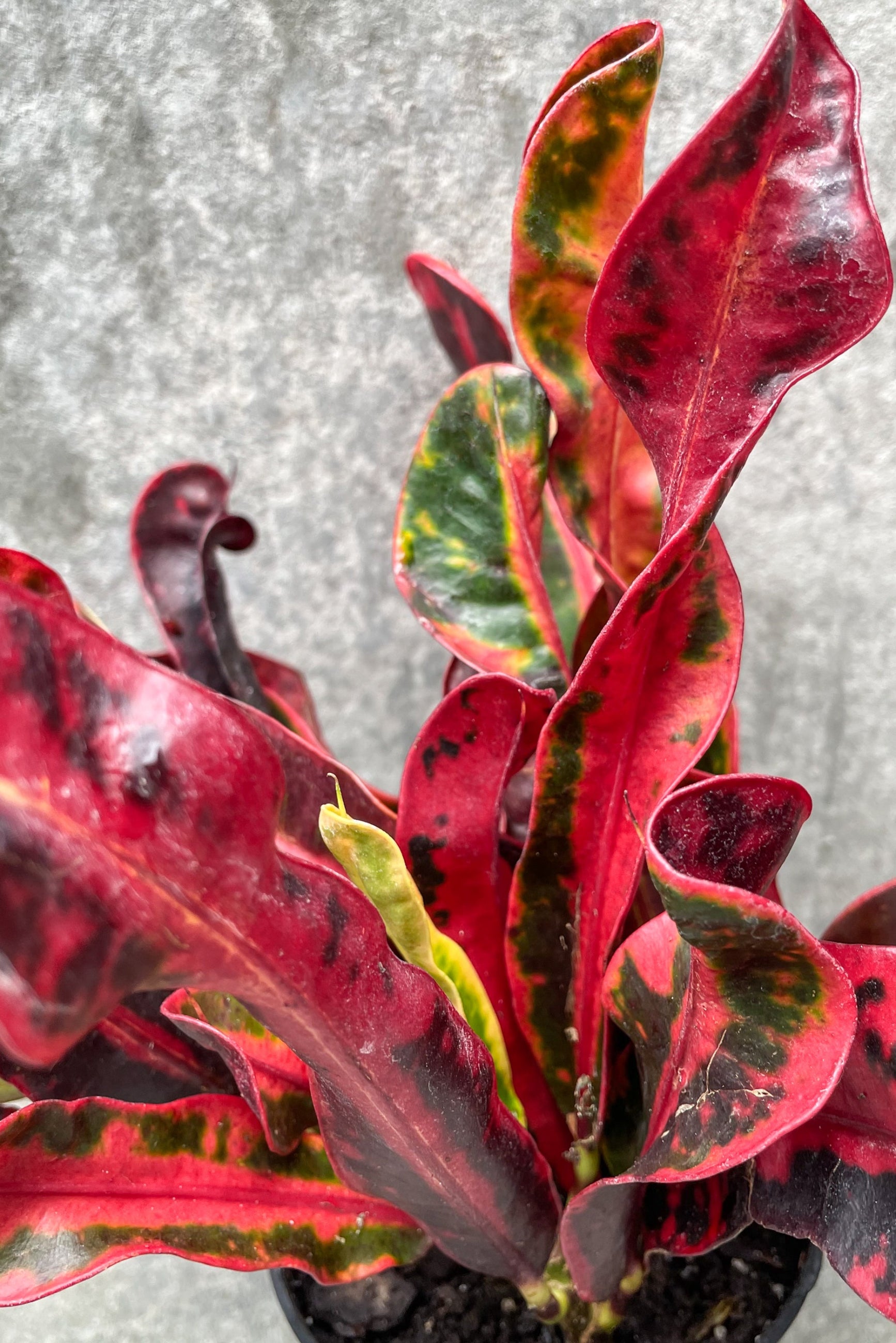 croton mammy buy Codiaeum variegatum 'Mamey' "Croton" 4" at SPROUT HOME