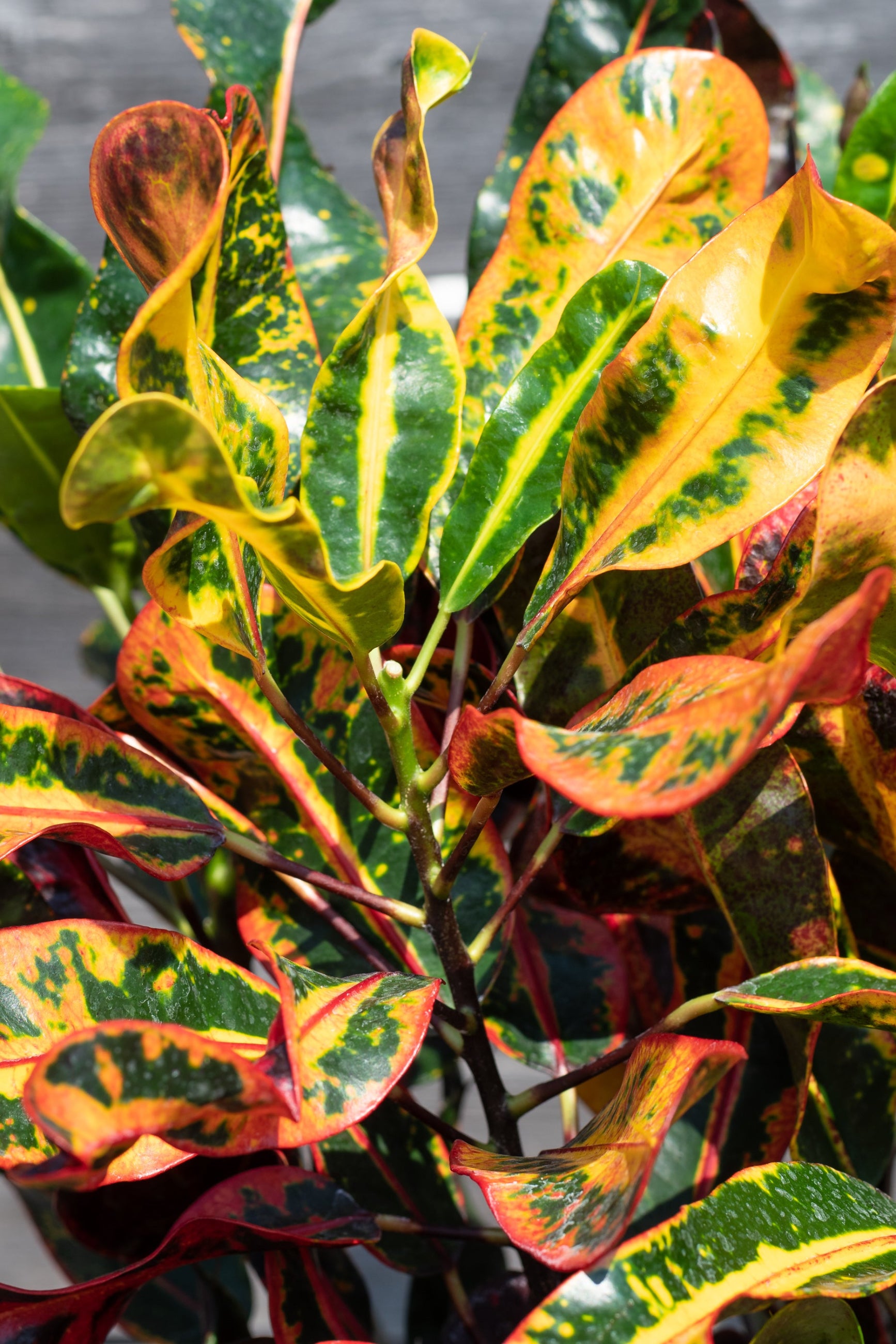 Close up of colorful Codiaeum variegatum 'Mamey' "Croton" leaves ©Sprout Home