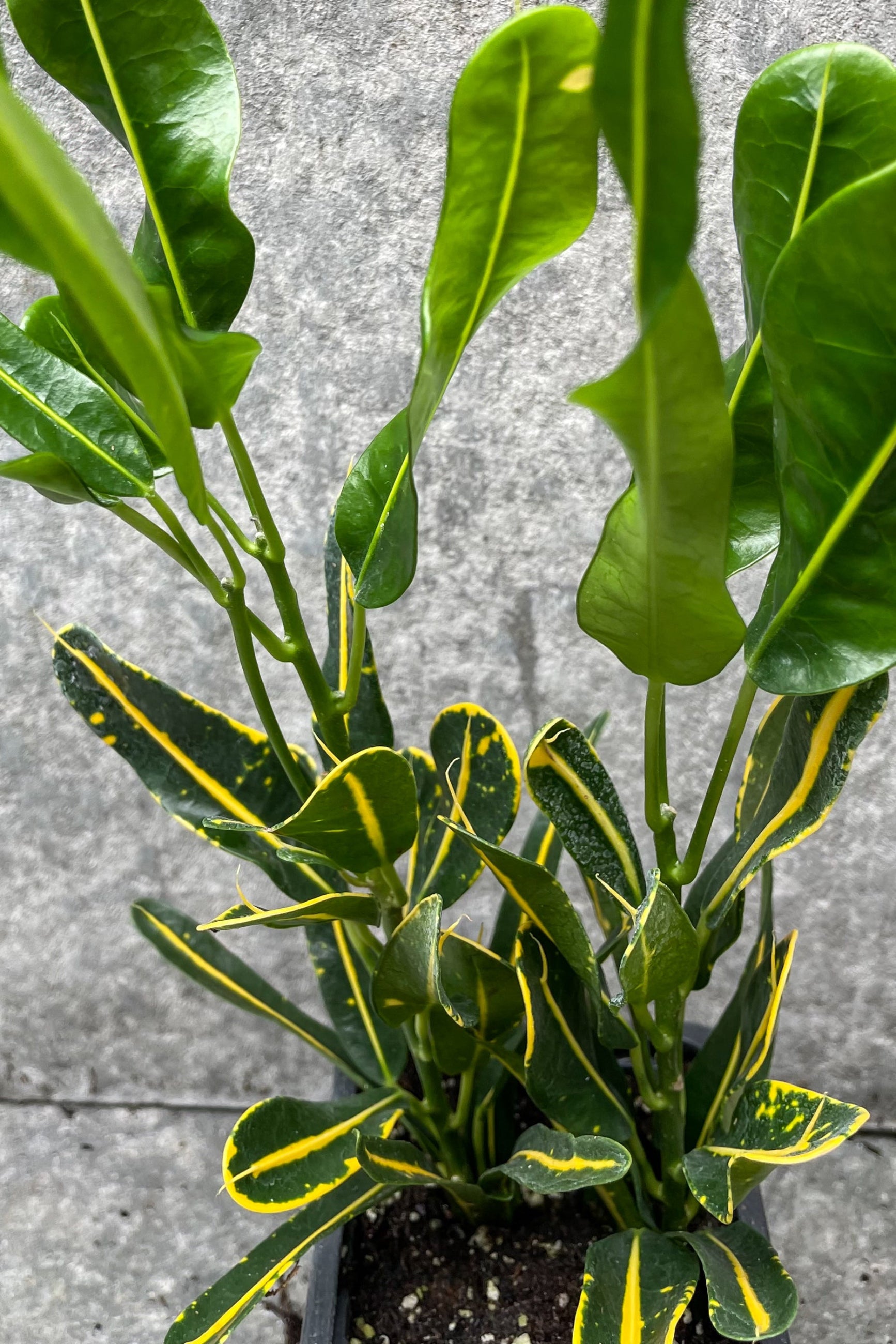 Close up of Codiaeum variegatum 'Sunny Star' leaves and stalks ©Sprout Home