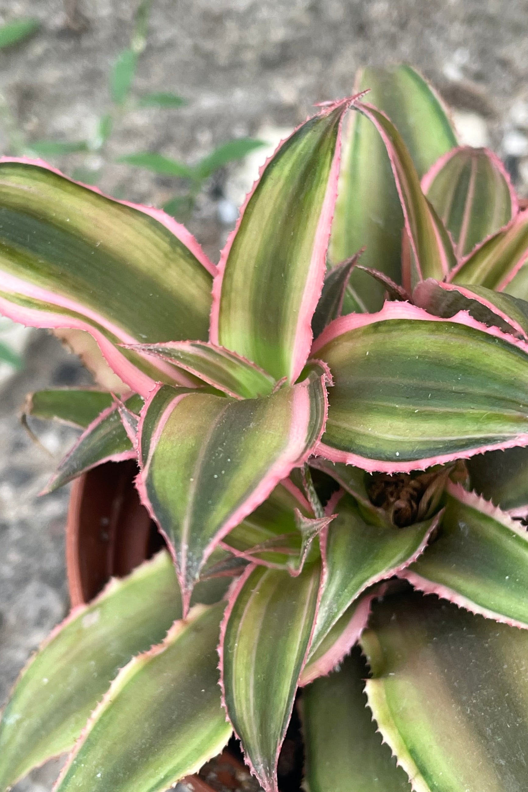 A close-up view of 3" Cryptanthus's green leaves with outlines of pink ©Sprout Home