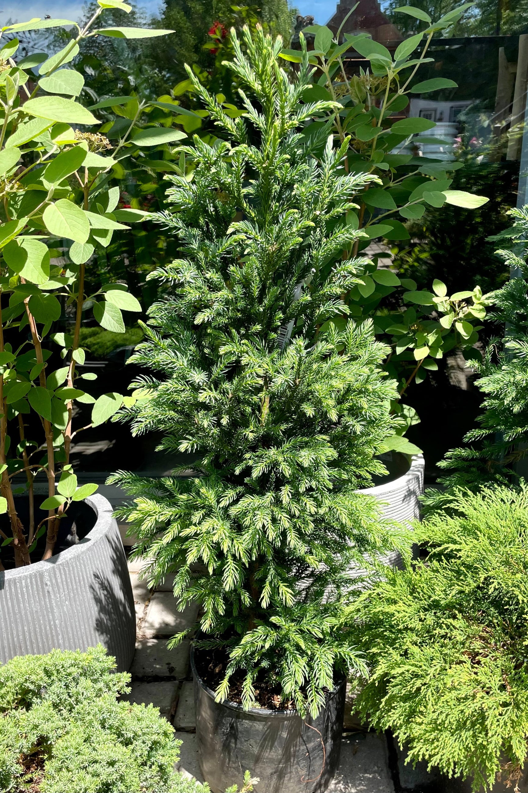 #3 pot of Cryptomeria 'Black Dragon' in mid June surrounded by other plant material in the yard at Sprout Home. ©Sprout Home