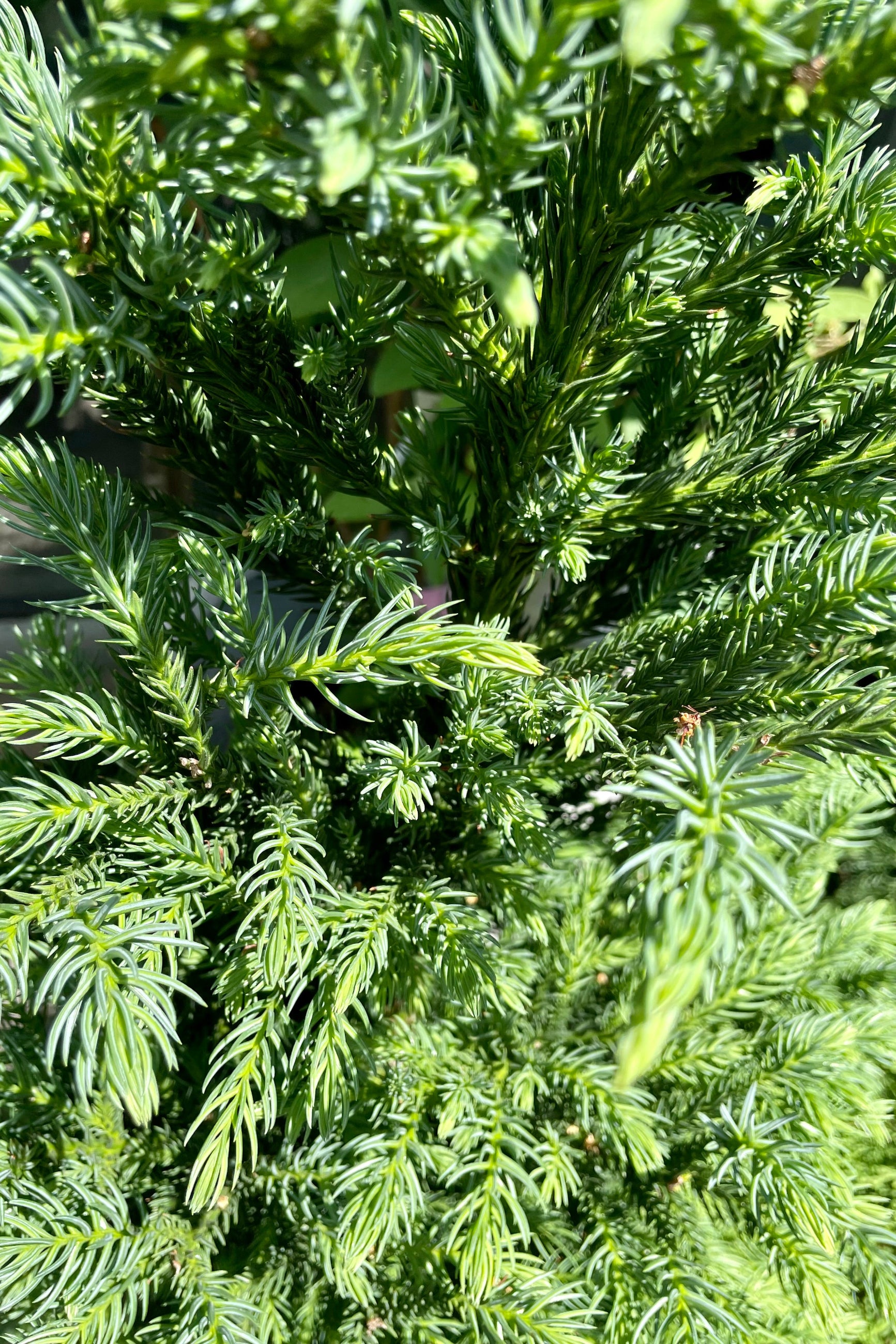 Cryptomeria japonica 'Black Dragon' close up showing the green blue needled foliage in mid June at Sprout Home. ©Sprout Home