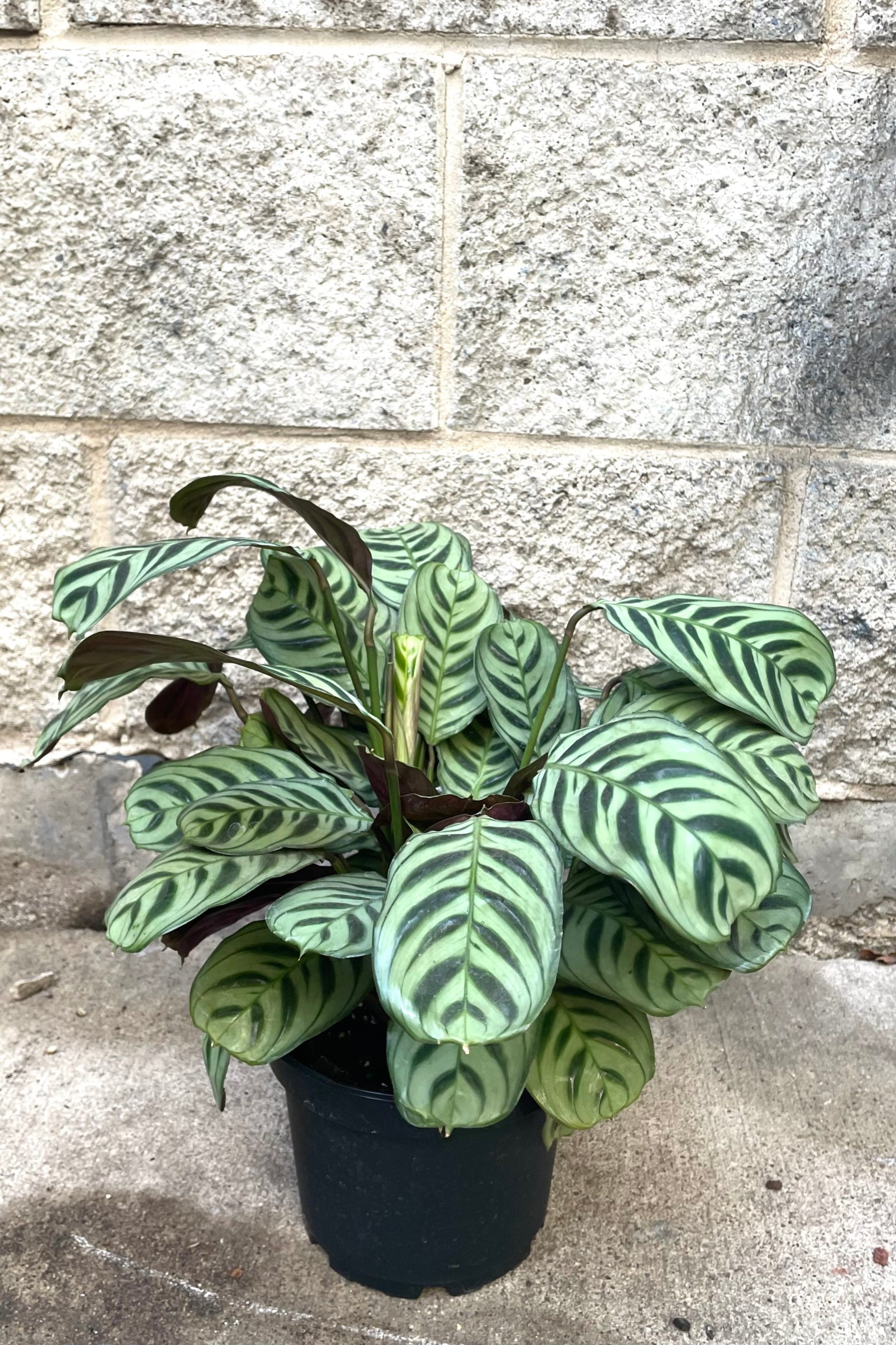 A full view of Ctenanthe burle-marxii 6" in grow pot against concrete backdrop ©Sprout Home