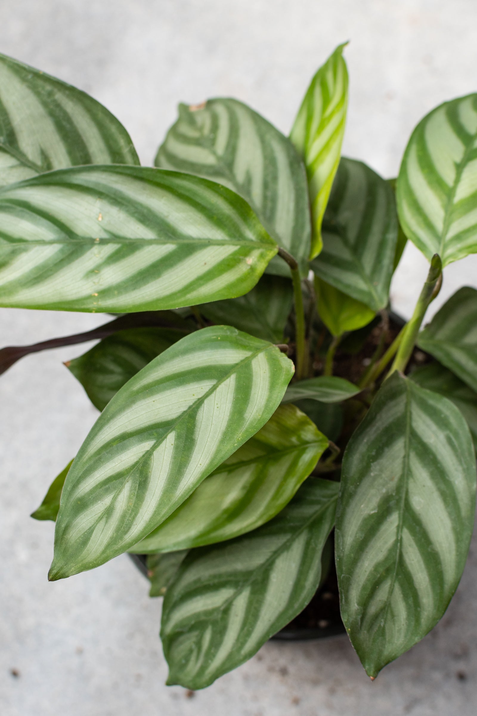 Ctenanthe oppenheimiana close up detail of the leaves. ©Sprout Home