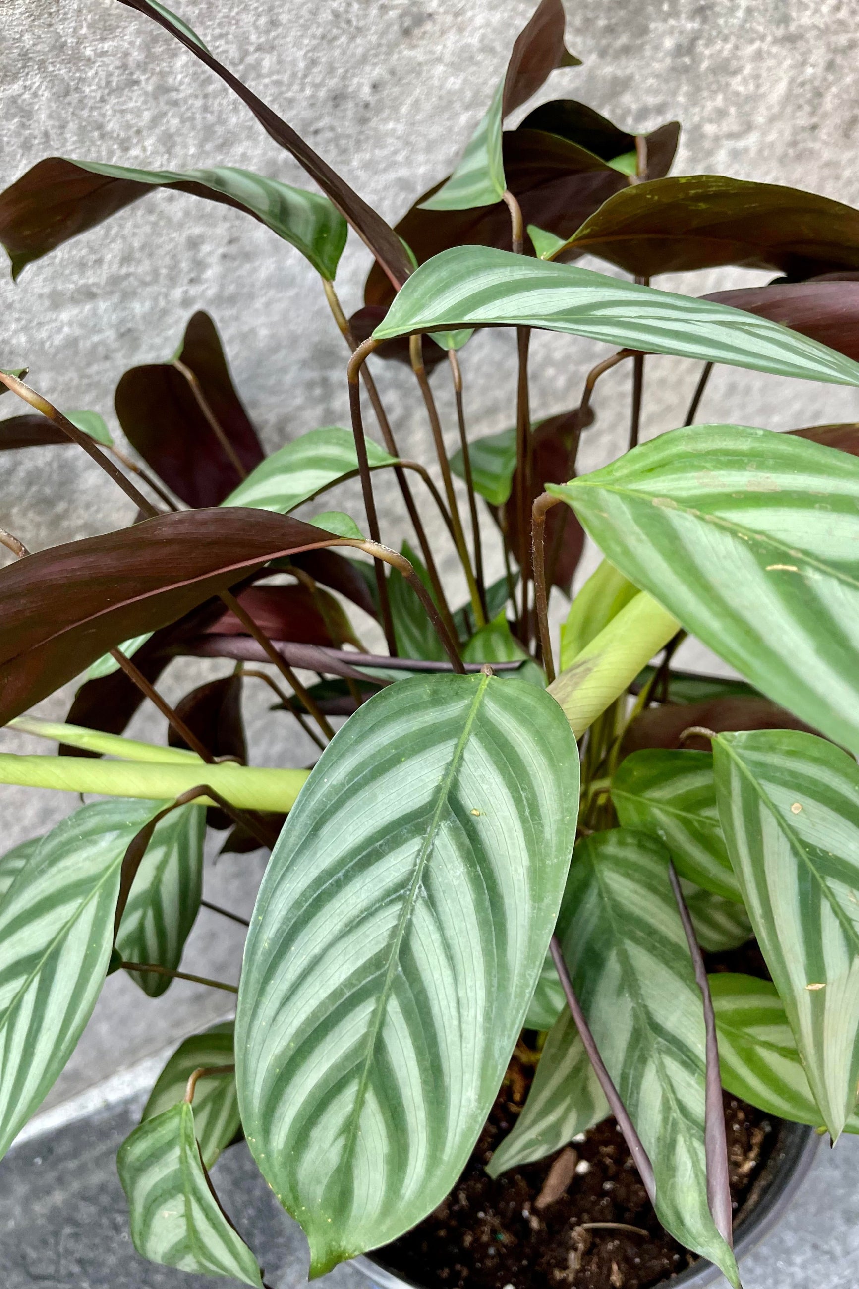 A detailed look at the Ctenanthe setosa's elongated foliage. ©Sprout Home