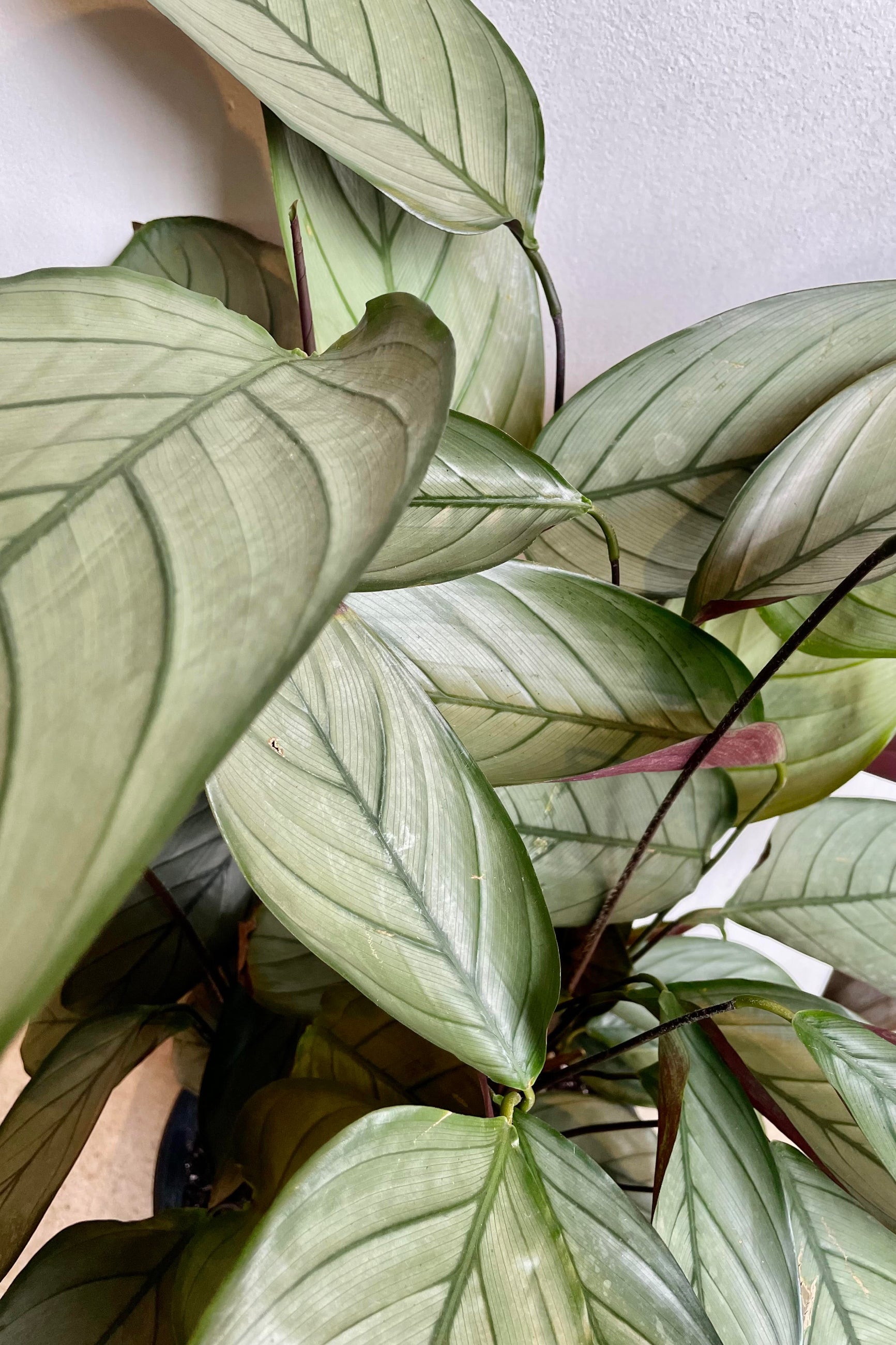 A detailed look at the Ctenathe setosa 'Silver Star' 10" ©Sprout Home