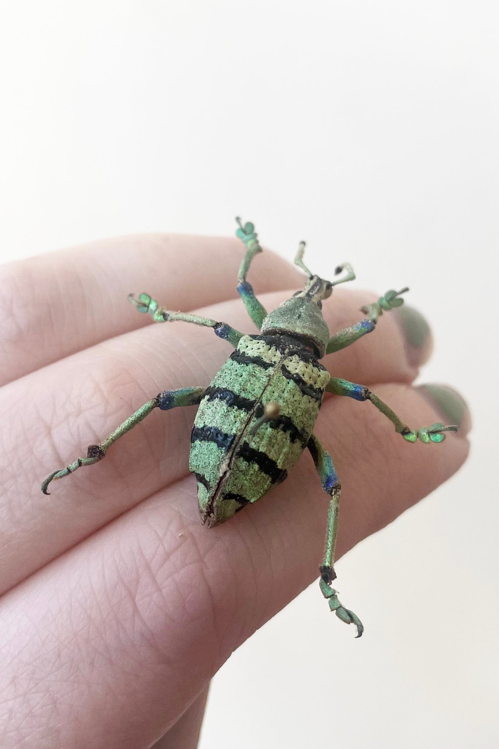 Eupholus schoenherii sits on fingers against white backdrop