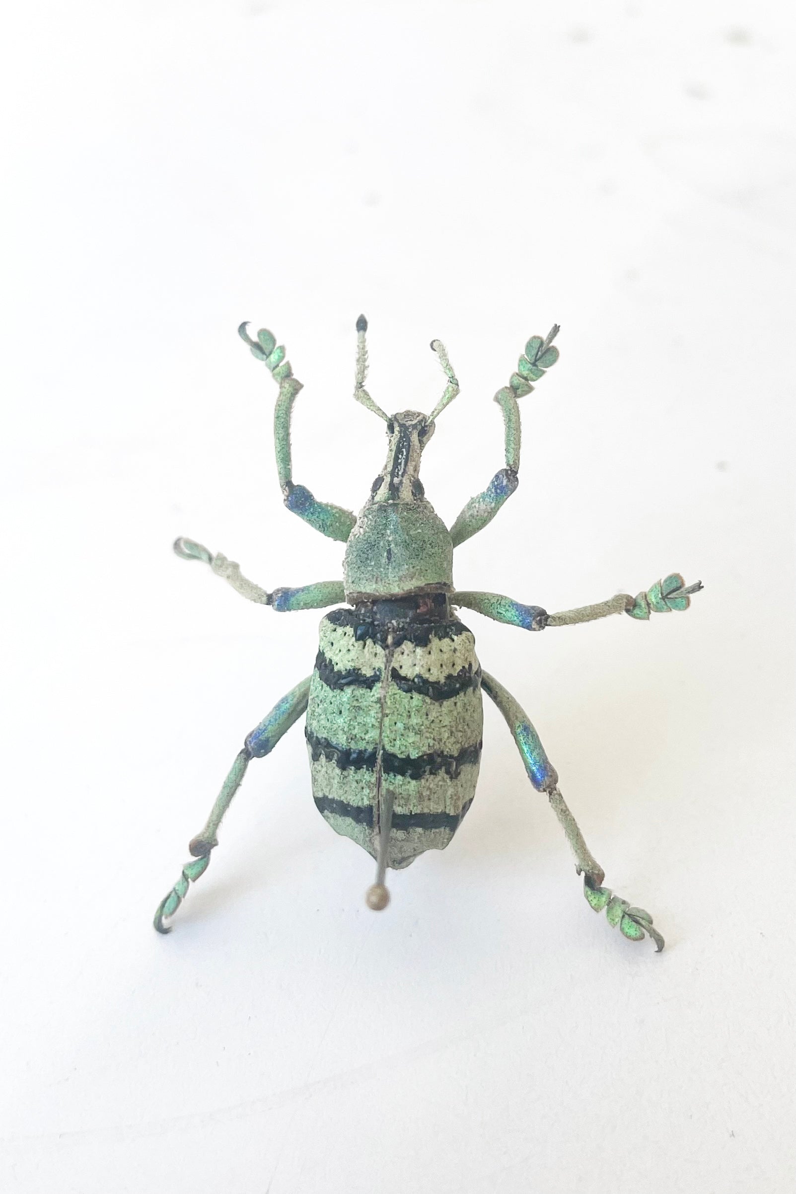 A full view of Eupholus schoenherii, a metallic green and blue weevil against white backdrop ©Sprout Home