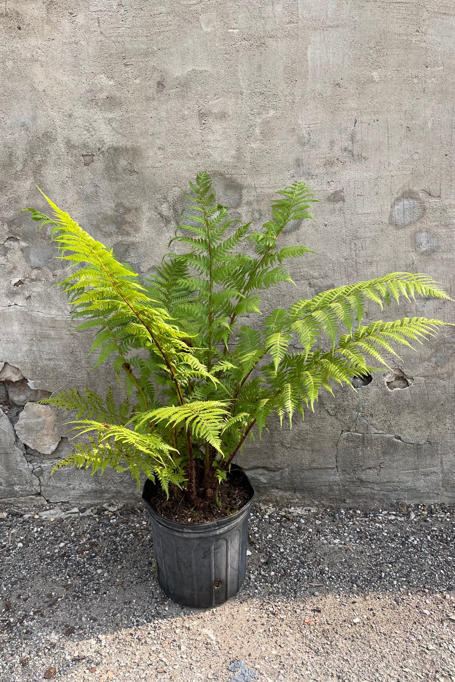 An Australian Tree Fern in a 10" growers pot against a grey wall. ©Sprout Home