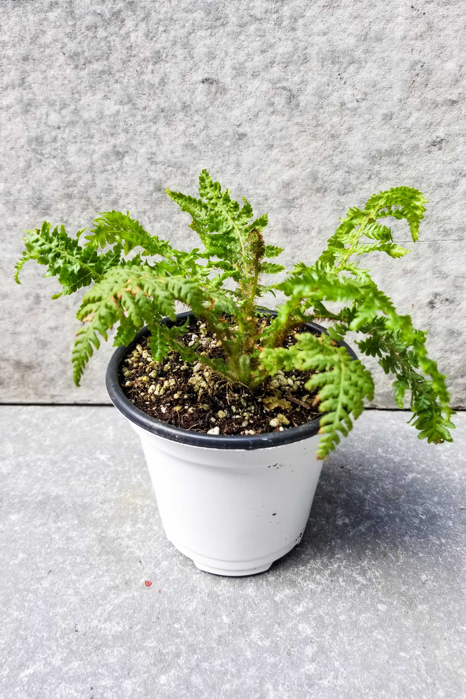Australian tree fern in a 4" growers pot against a gray background ©Sprout Home