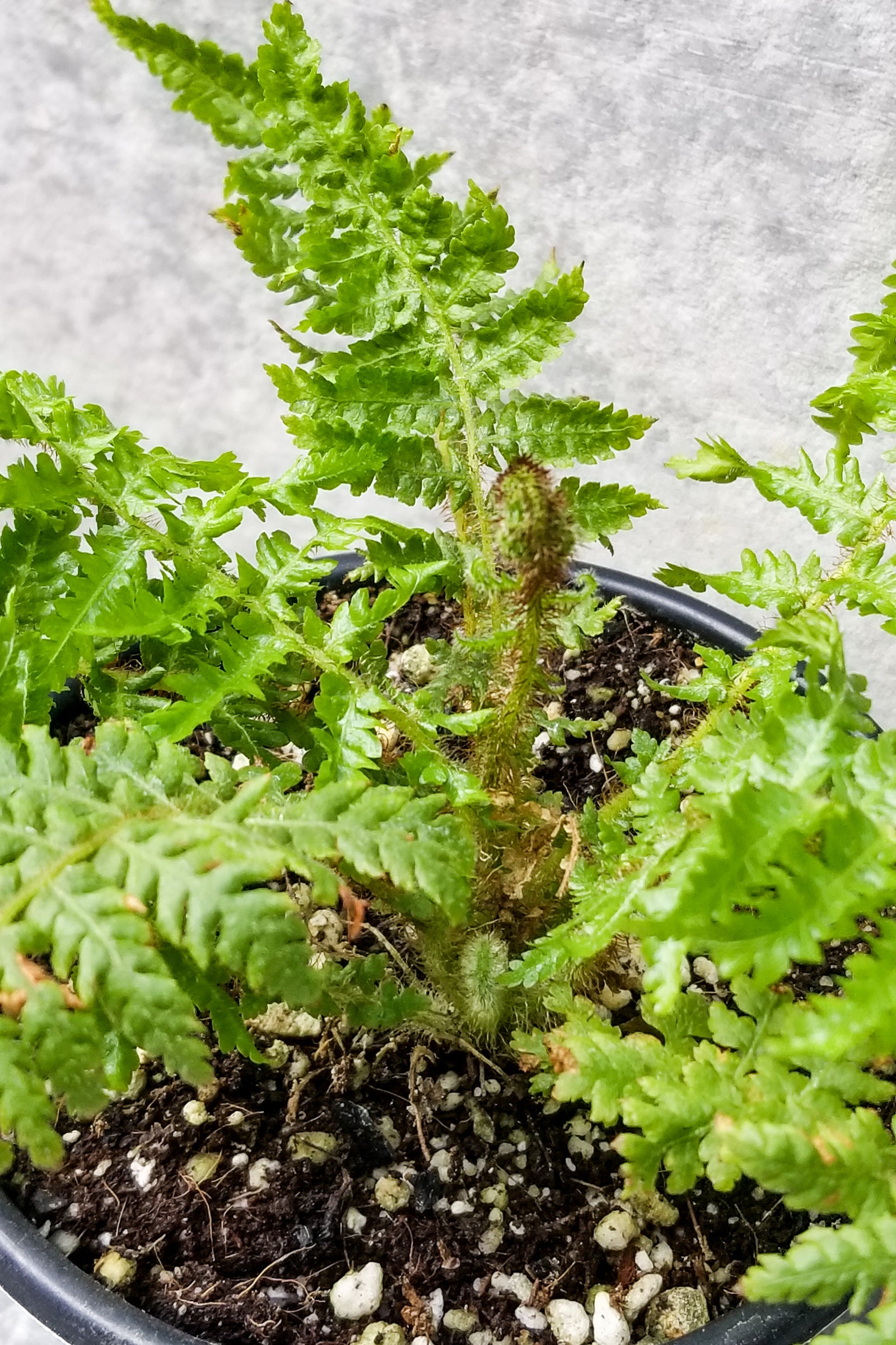 A potted Australian Tree Fern (Cyathea cooperi) with green fronds and a stalk, placed on a surface with part shade. ©Sprout Home