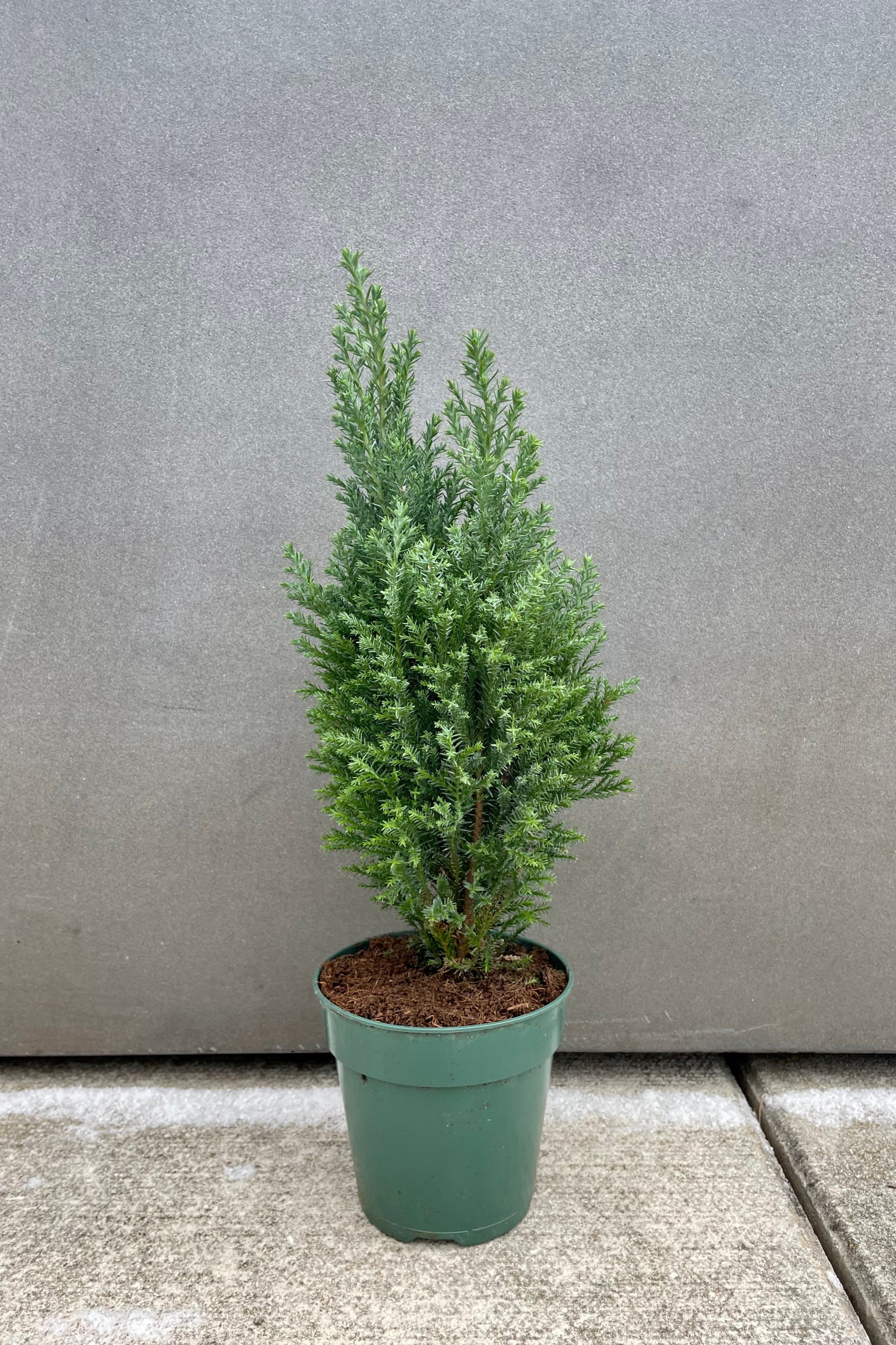 Cypress plant in a 4.5" growers pot against gray ©Sprout Home
